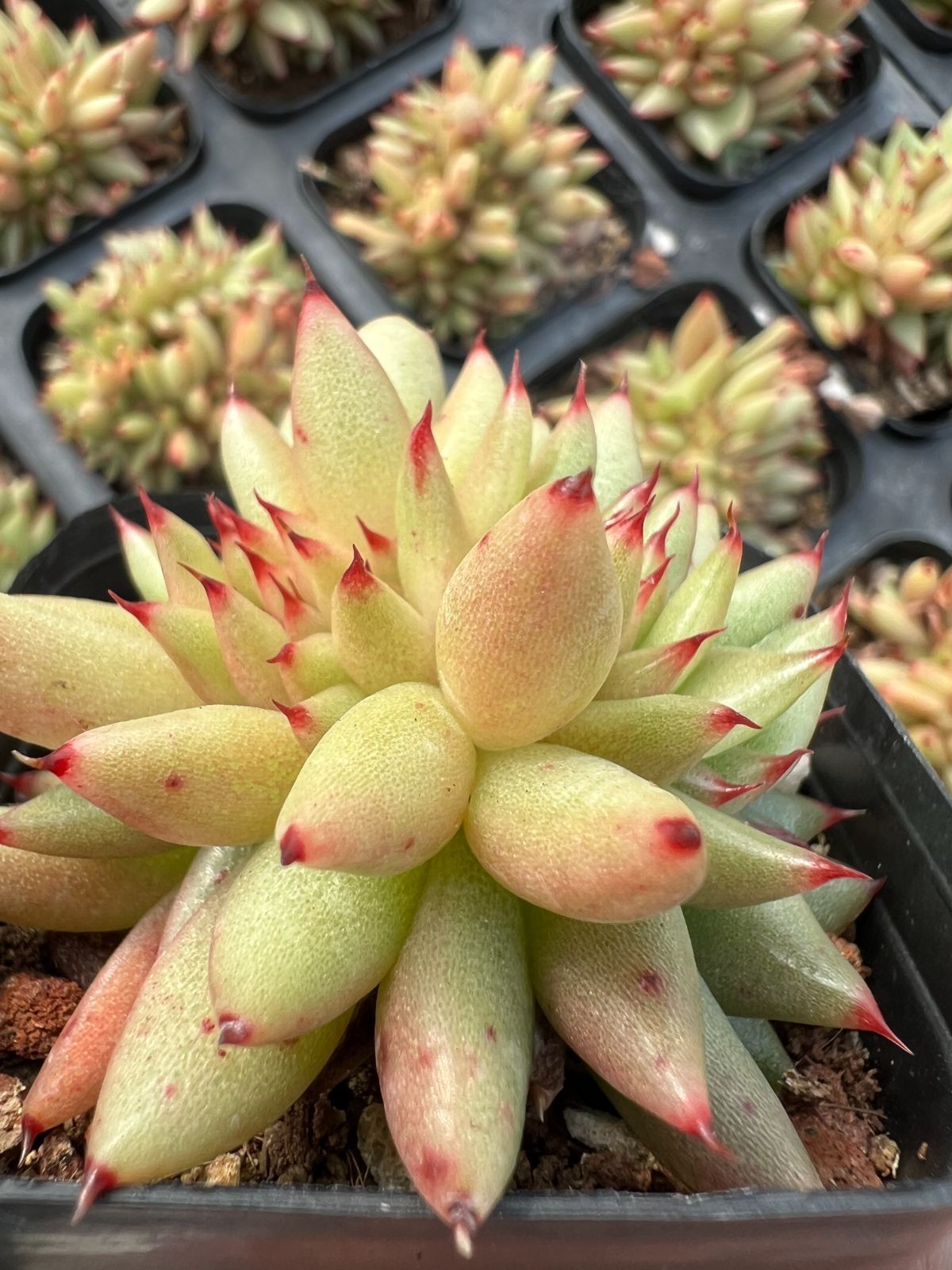 多肉植物 韓国苗 抜き苗 ノーメイド 抜き苗 スノータワー MY304×48株 多肉