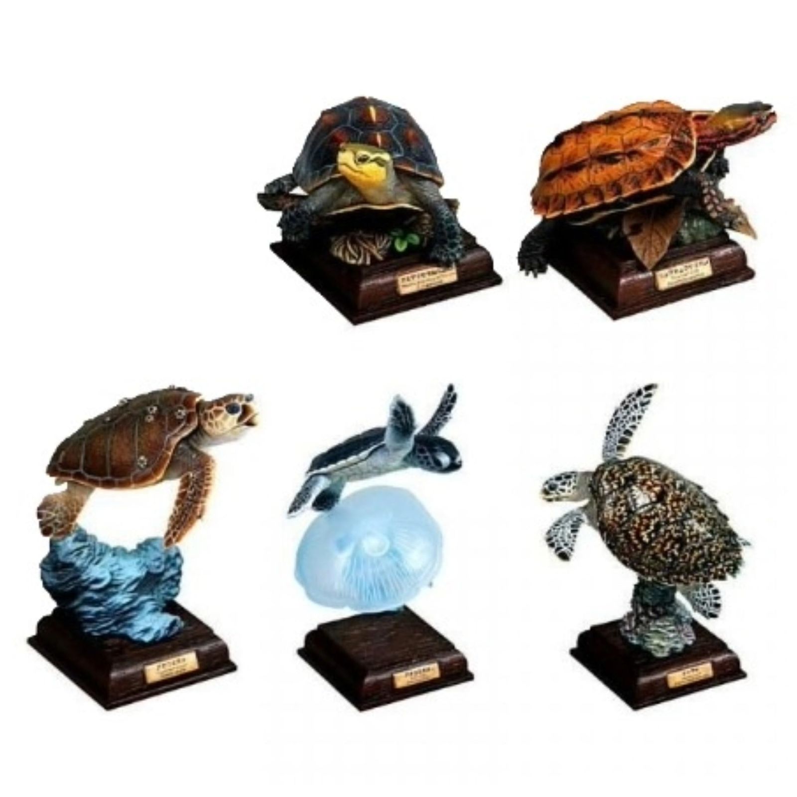 ネイチャーテクニカラー 日本のカメ クサガメ 奇譚クラブ 日本のカメ