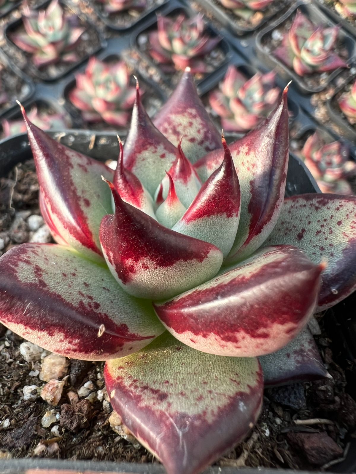 54株の抜き苗セット】黒檀エボニー 多肉植物 佐川急便発送 エケベリア