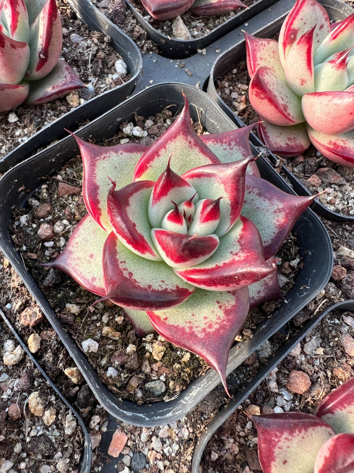 54株の抜き苗セット】黒檀エボニー 多肉植物 佐川急便発送 エケベリア