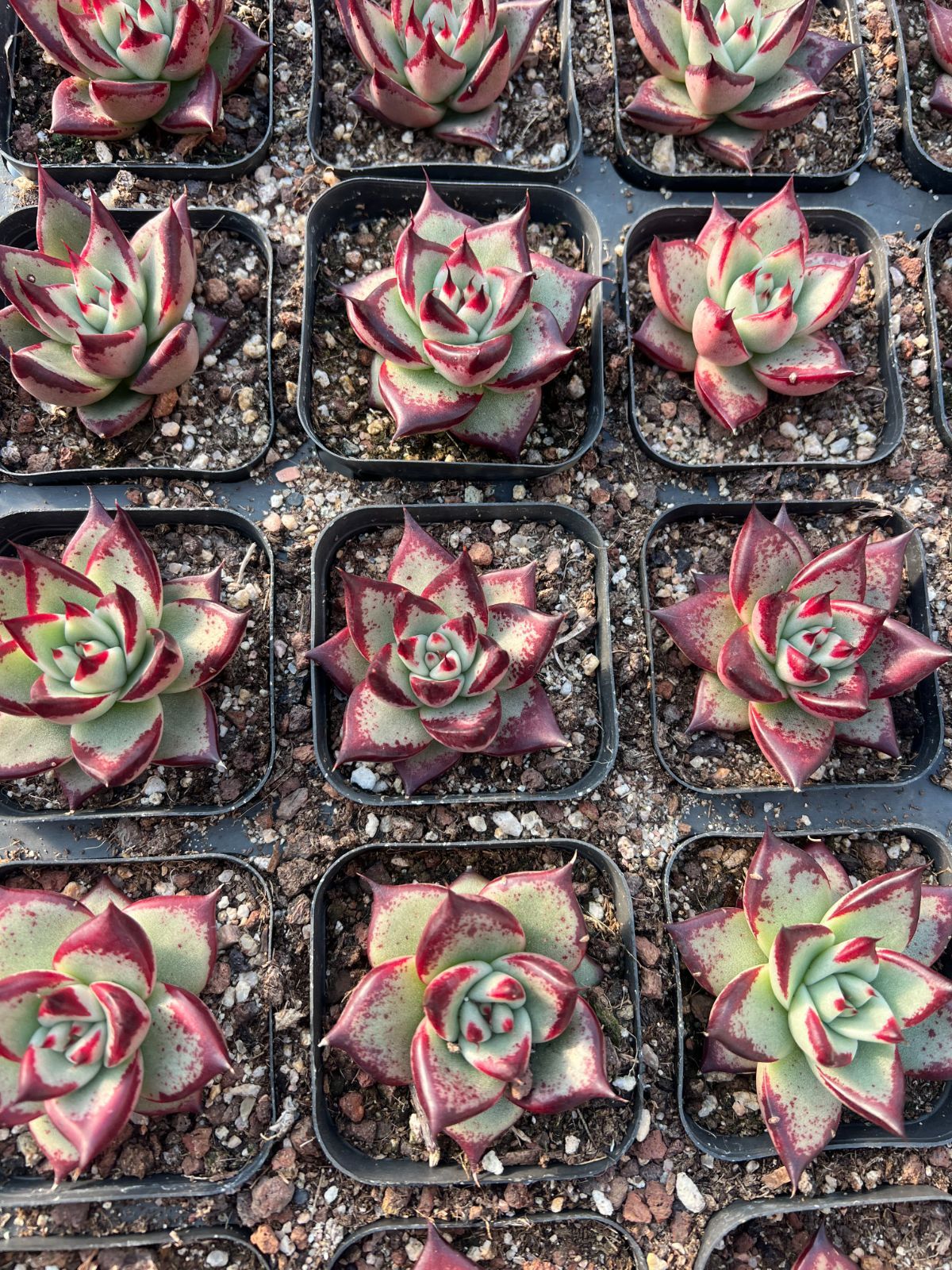 多肉植物 エボニー  抜き苗♡ 54株の抜き苗セット】黒檀エボニー 多肉植物 佐川急便発送 エケベリア