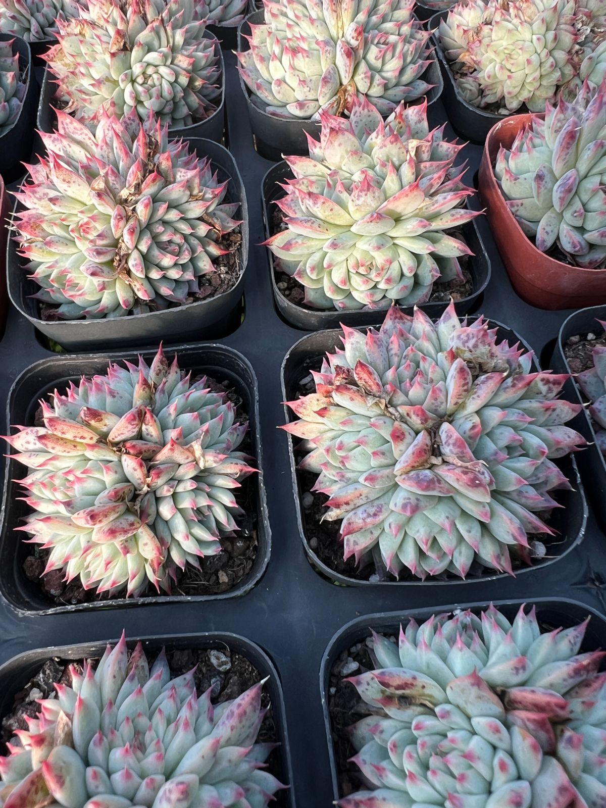 50株の抜き苗セット】ドリームローズ 多肉植物 佐川急便発送