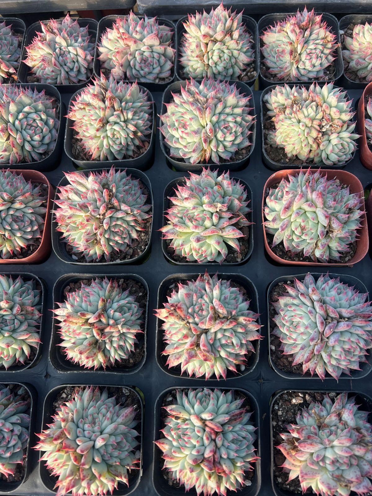 ✨ローズアイスプラム✨ ランダム配送 カット苗 寄せ植え 多肉植物 1苗❣️ローズアイスプラム❣️ランダム配送 カット苗 寄せ植え 多肉植物