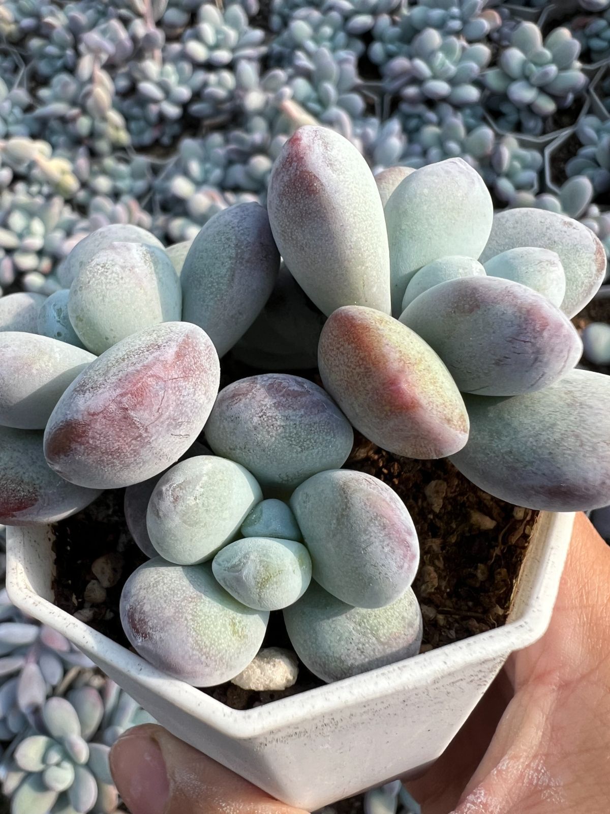 新価格】エケべリア韓国苗 スノーライン 多肉植物 s_6104