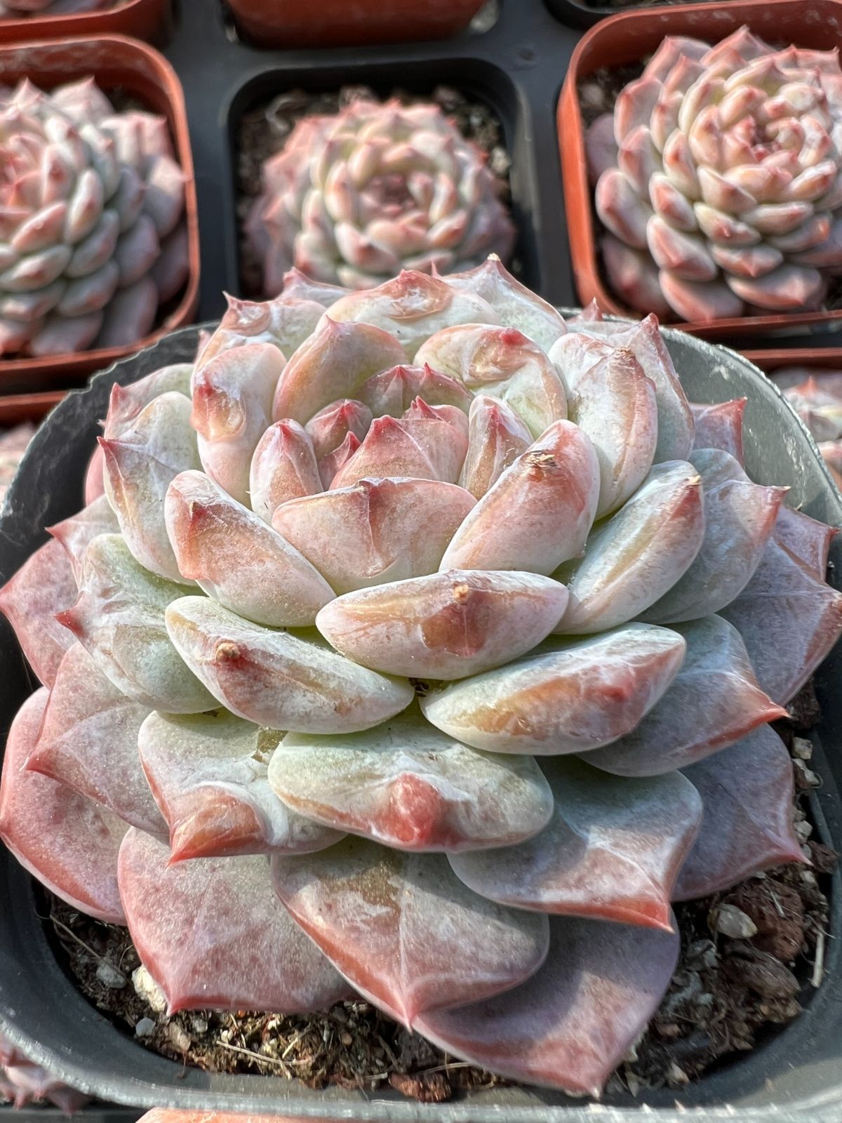 54株の抜き苗セット】ピンクドリーム 多肉植物 佐川急便発送