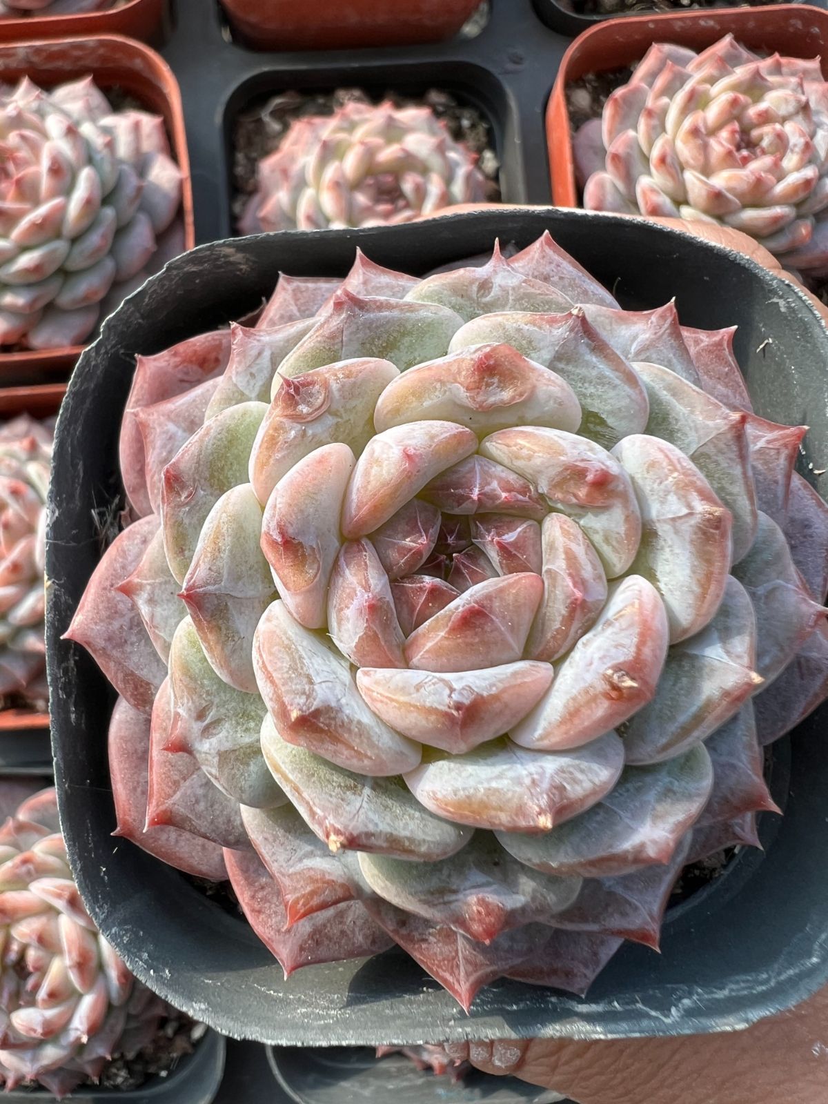 54株の抜き苗セット】ピンクドリーム 多肉植物 佐川急便発送