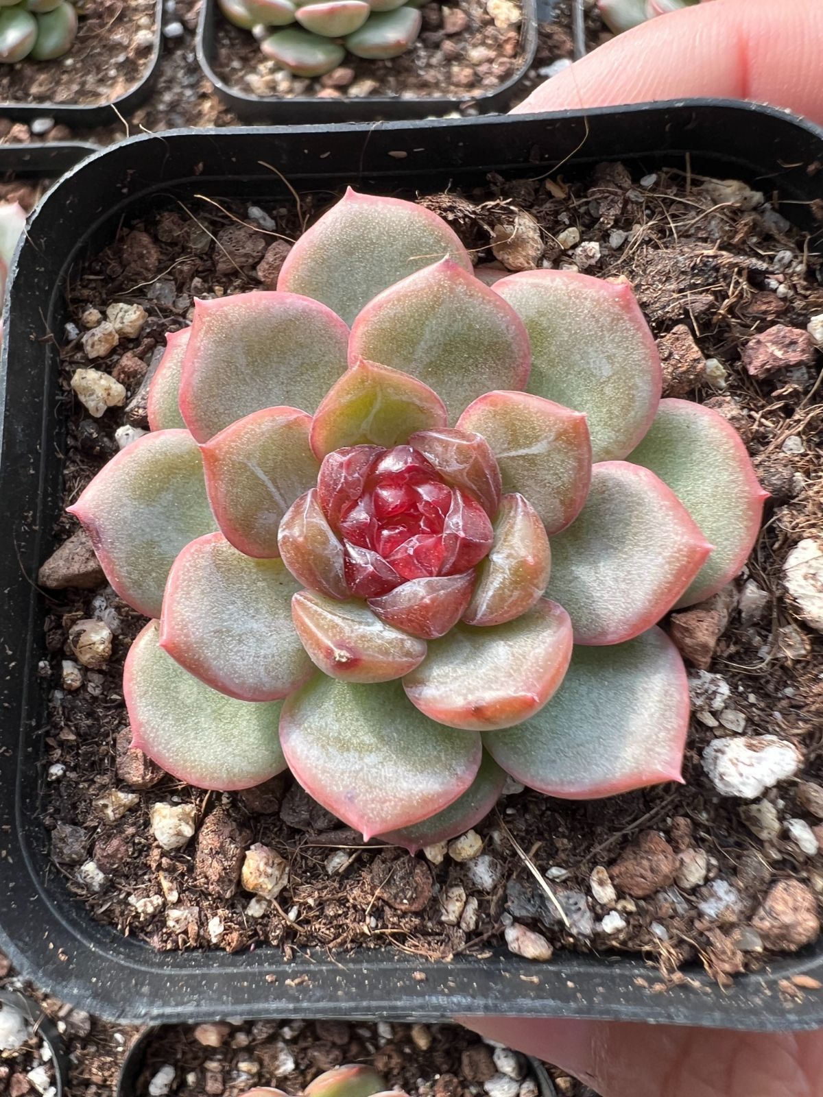 54株の抜き苗セット】ピンクココロ・ハス 多肉植物 佐川急便発送