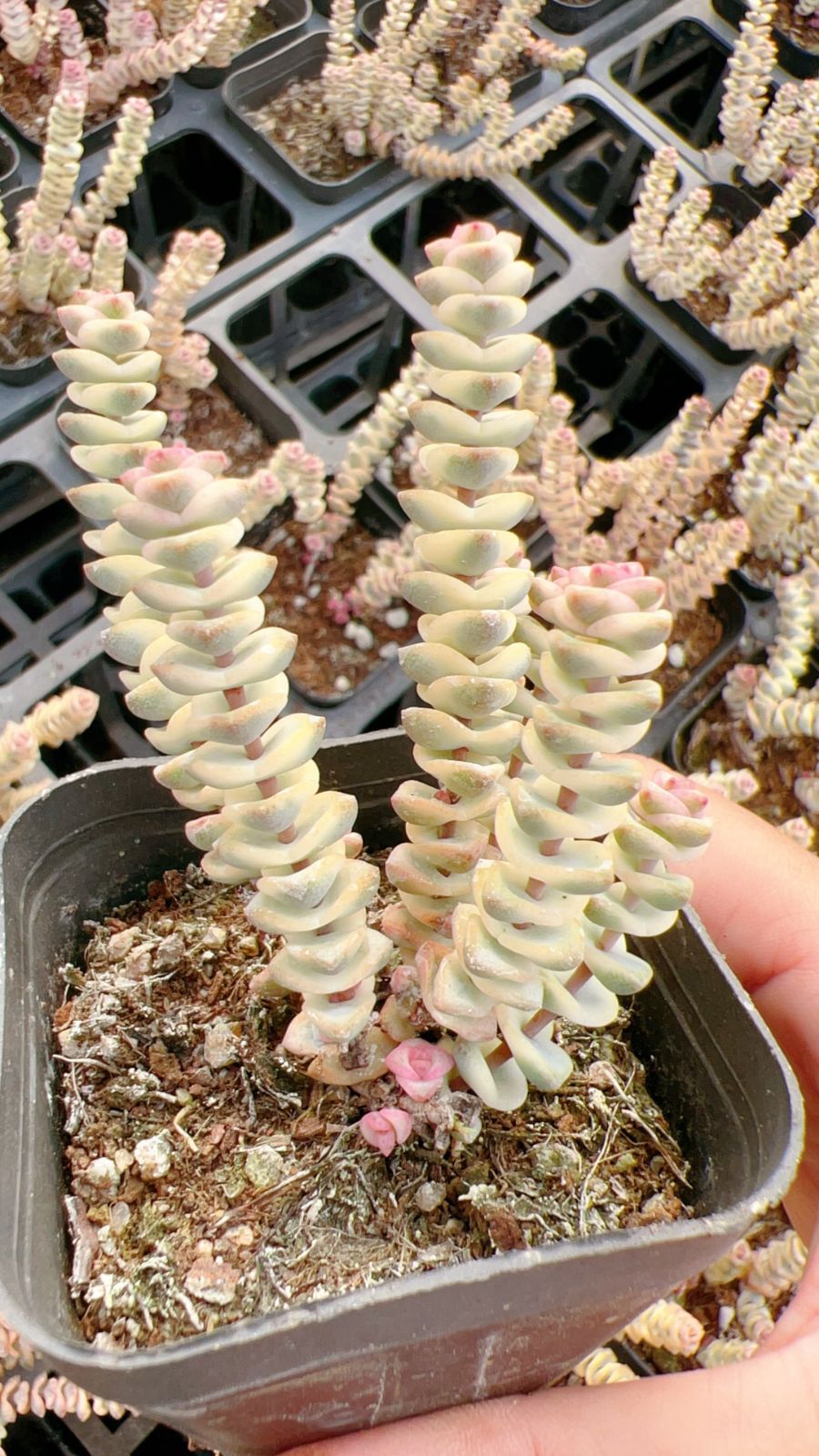 54株の抜き苗セット】数珠星錦 多肉植物 佐川急便発送 エケベリア 韓国