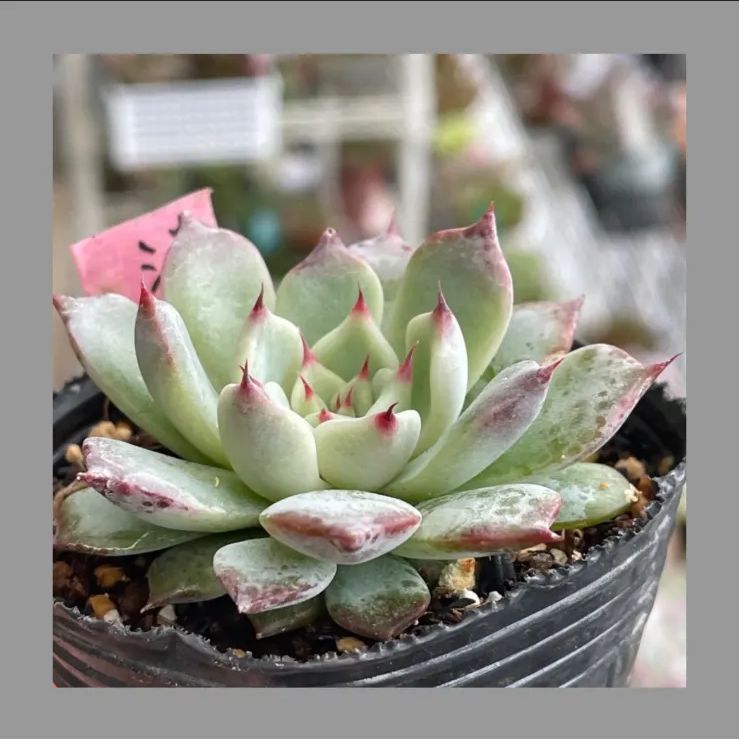 あさぴ様専用】♡Kiss、ジャシリー、ジャッカル❤︎抜き苗(根付き