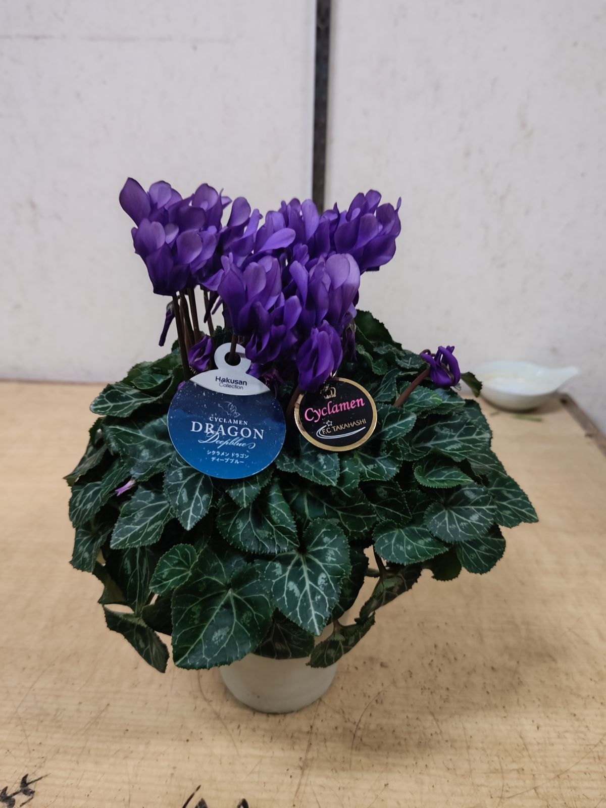 PW公式オンラインストア / 【SALE】【送料込】シクラメン ドラゴン ディープブルー 15cmポット シクラメン ドラゴン ディープブルー