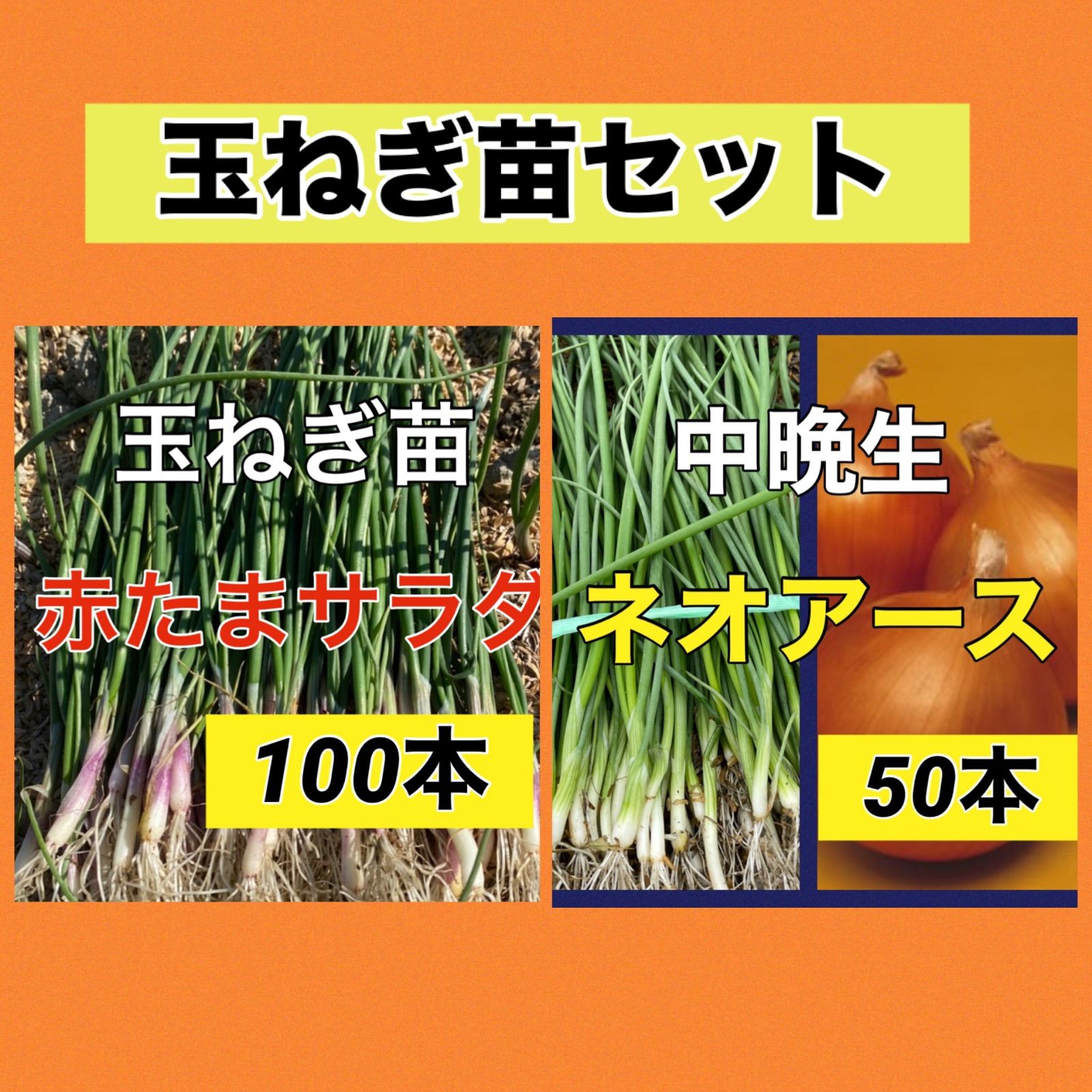 ネオアース200、赤玉ねぎ100