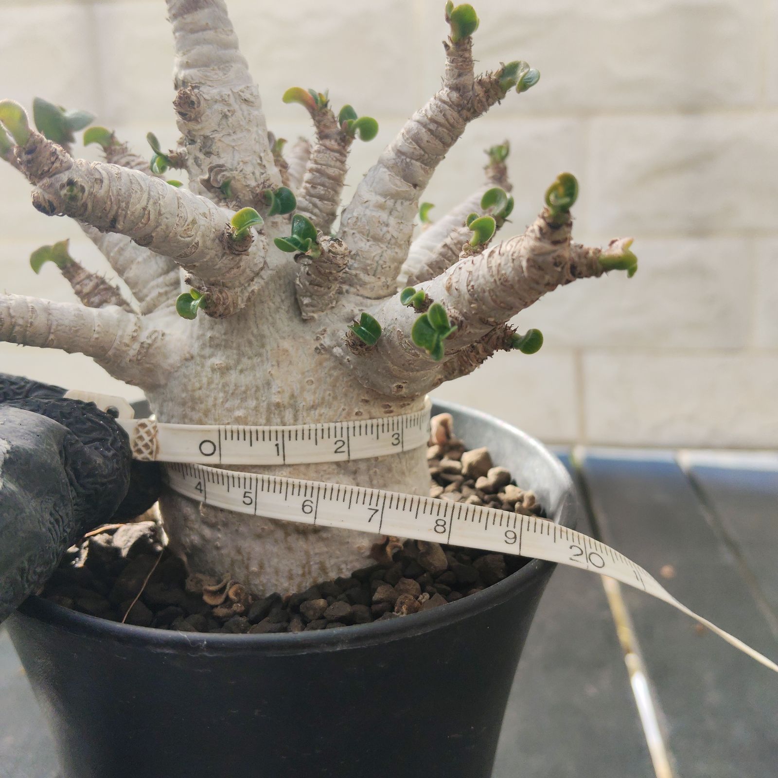 レア種❗️アデニウム 獅子葉 ドーセットホーン コーデックス アラビカム　塊根植物 ドーセットホーン アデニウム 獅子葉 塊根植物 コーデックス