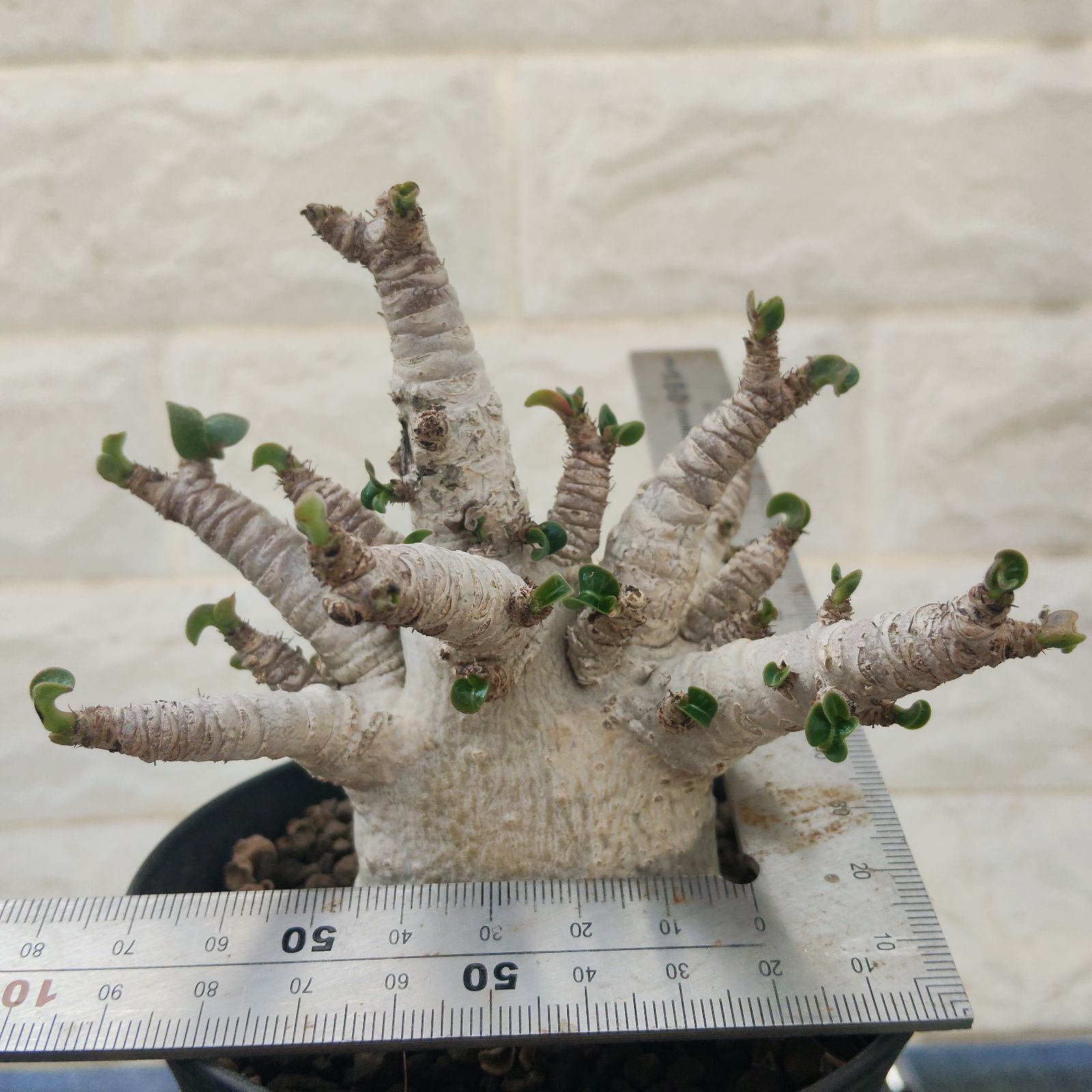 レア種❗️アデニウム 獅子葉 ドーセットホーン コーデックス アラビカム　塊根植物 ドーセットホーン アデニウム 獅子葉 塊根植物 コーデックス