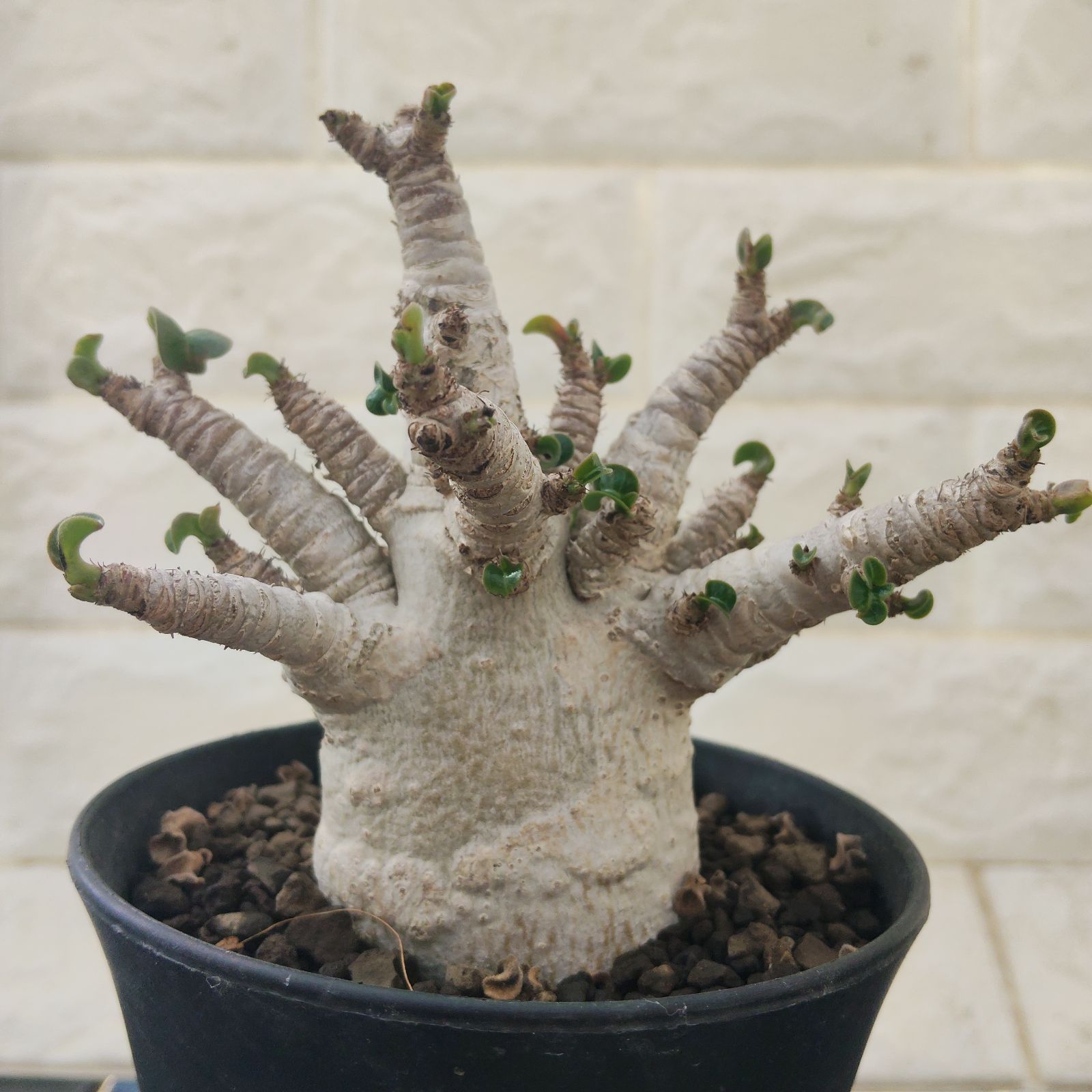 ドーセットホーン アデニウム 獅子葉 塊根植物 コーデックス