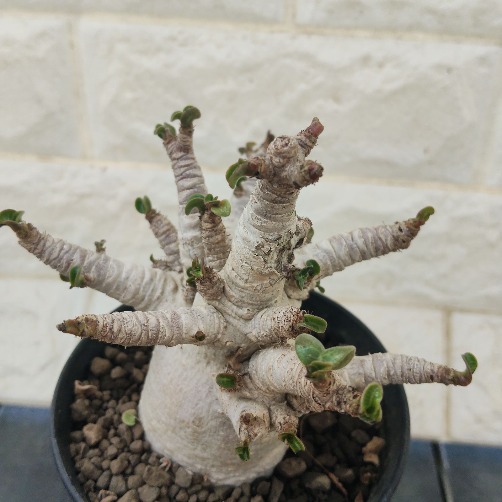 ドーセットホーン アデニウム 獅子葉 塊根植物 コーデックス