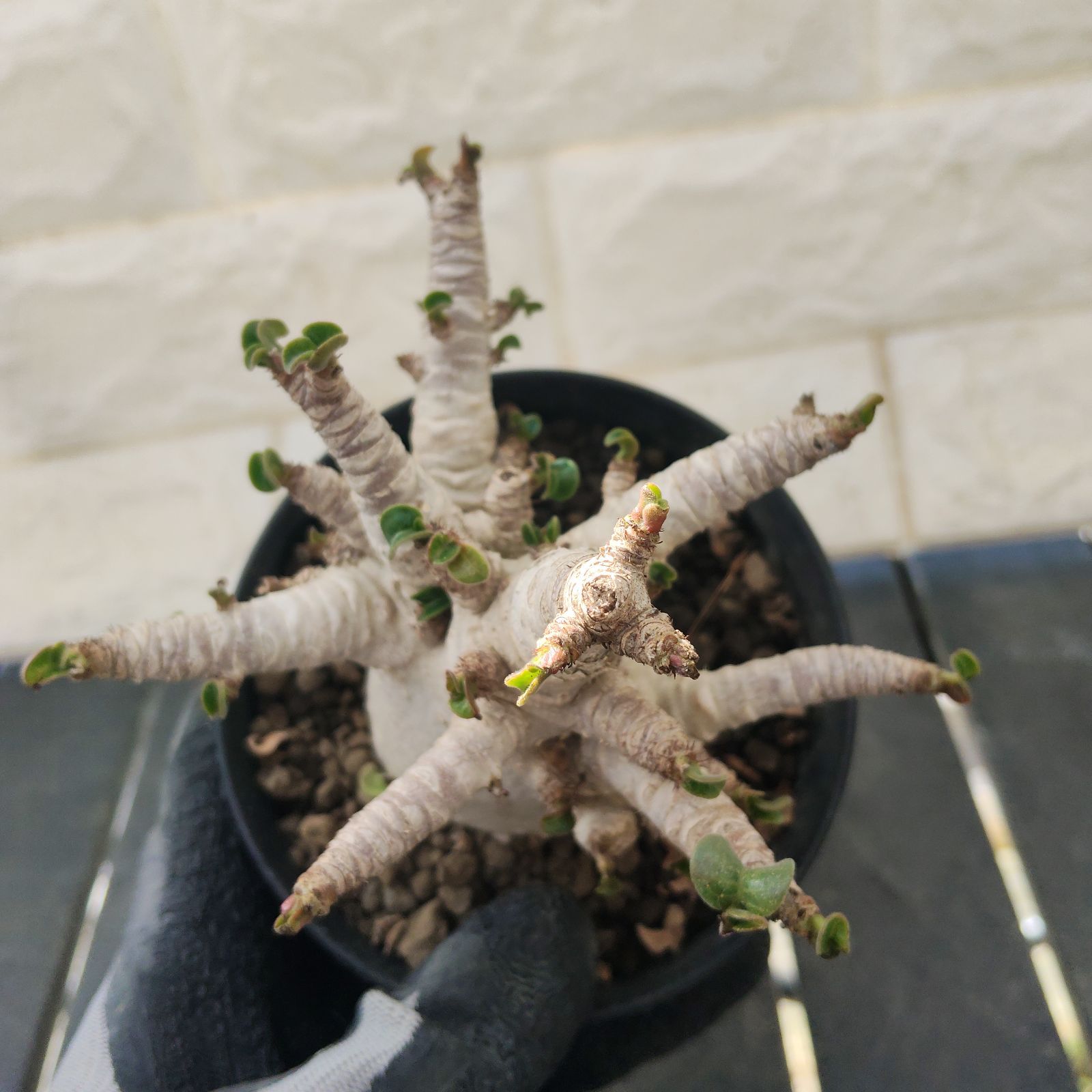 レア種❗️アデニウム 獅子葉 ドーセットホーン コーデックス アラビカム　塊根植物 ドーセットホーン アデニウム 獅子葉 塊根植物 コーデックス