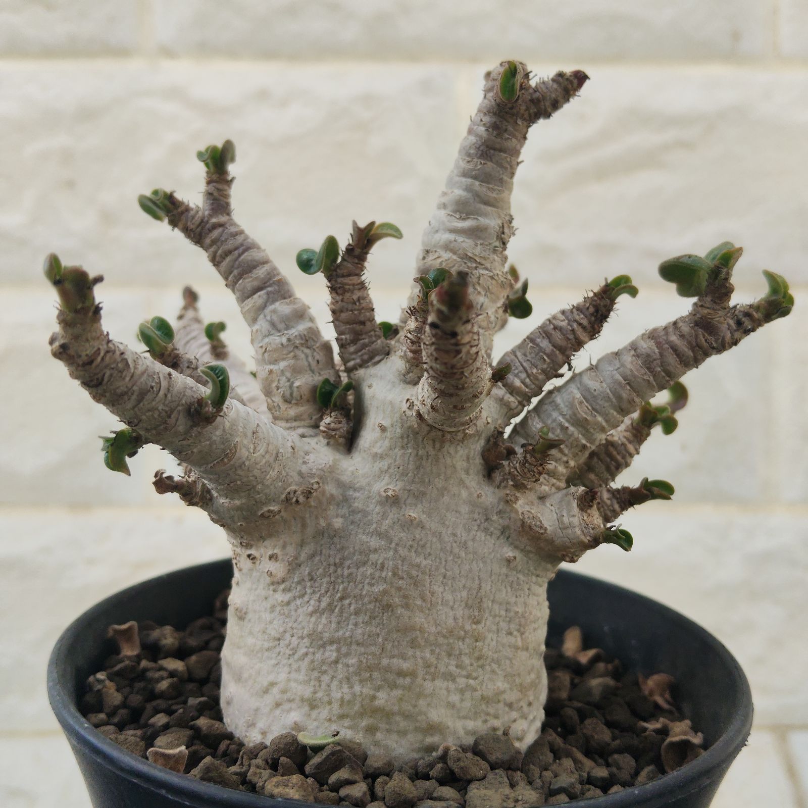 レア種❗️アデニウム 獅子葉 ドーセットホーン コーデックス アラビカム　塊根植物 ドーセットホーン アデニウム 獅子葉 塊根植物 コーデックス