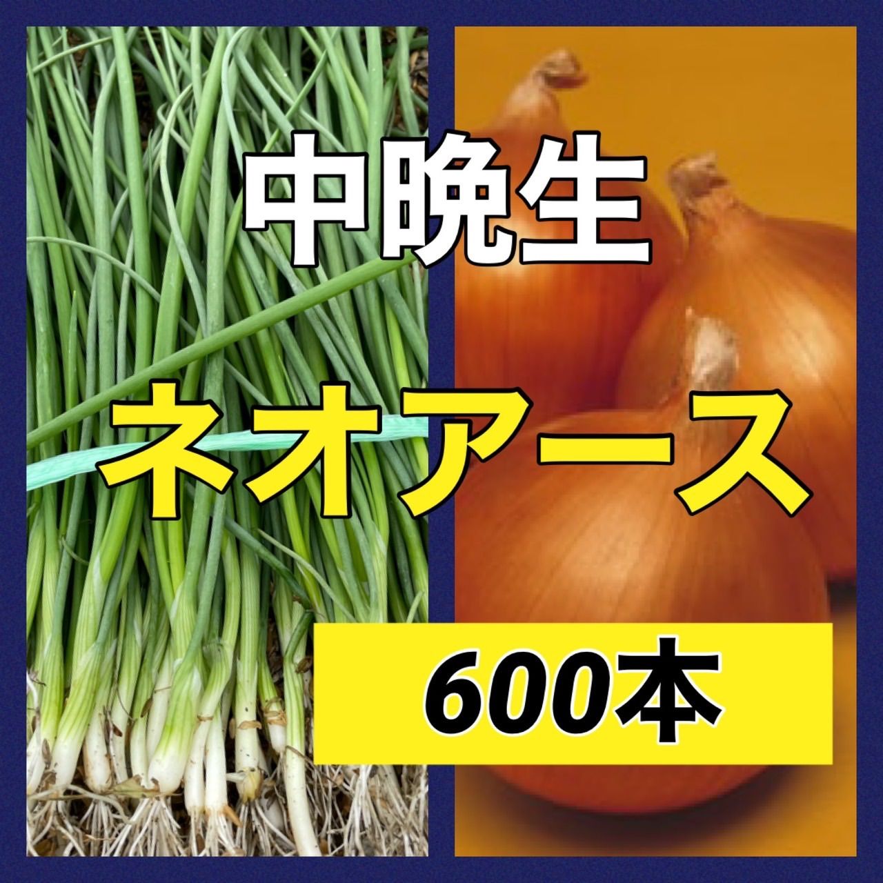 苗 苗の専門店‼️中晩生ネオアース600本‼️玉ねぎ苗