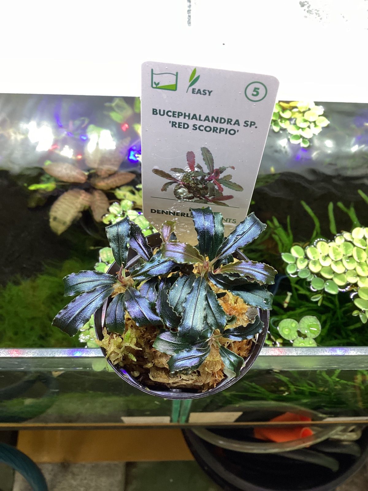 ブセファランドラsp.レッドスコーピオ デナリー Bucephalandra sp. RED