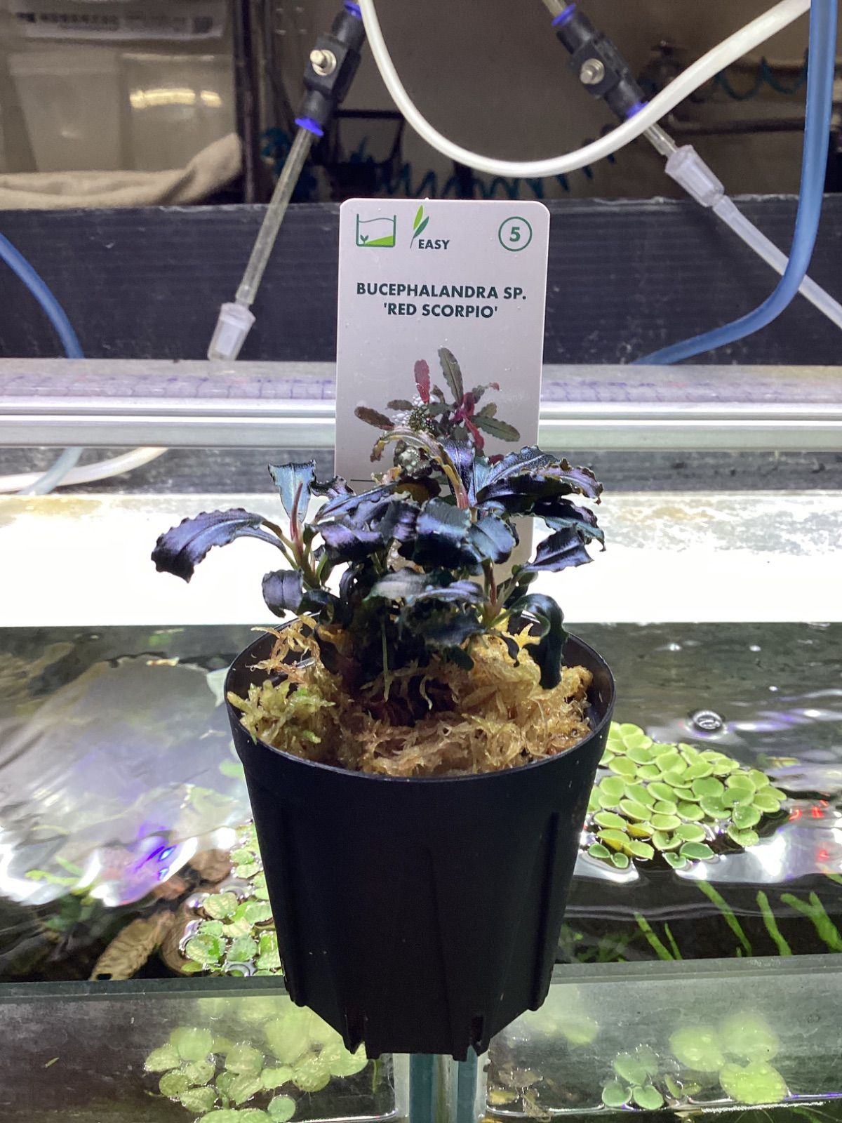 ブセファランドラsp.レッドスコーピオ デナリー Bucephalandra sp. RED