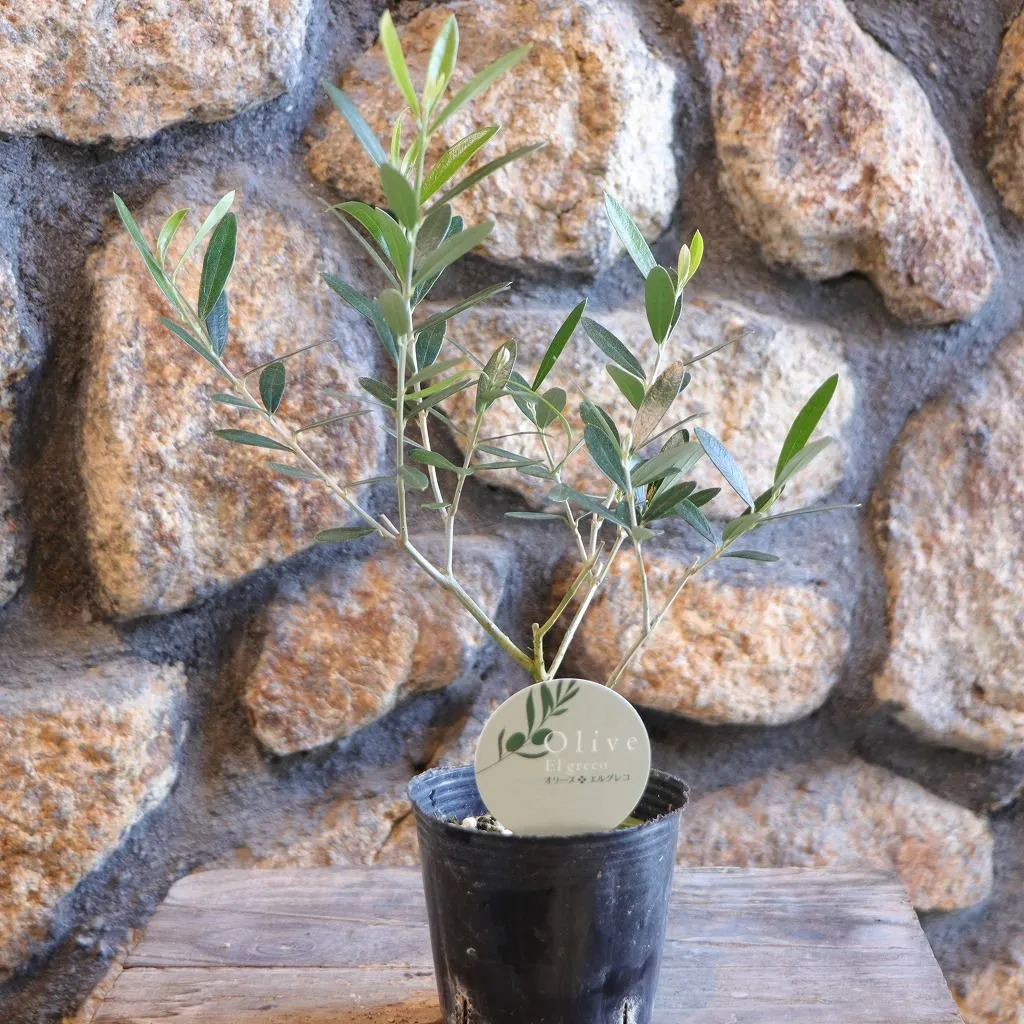 アディダス バーガンディー シューズ 22.5cm 厚底 ミュール ストレッチ 無地 通気 美脚 ソックススニーカー