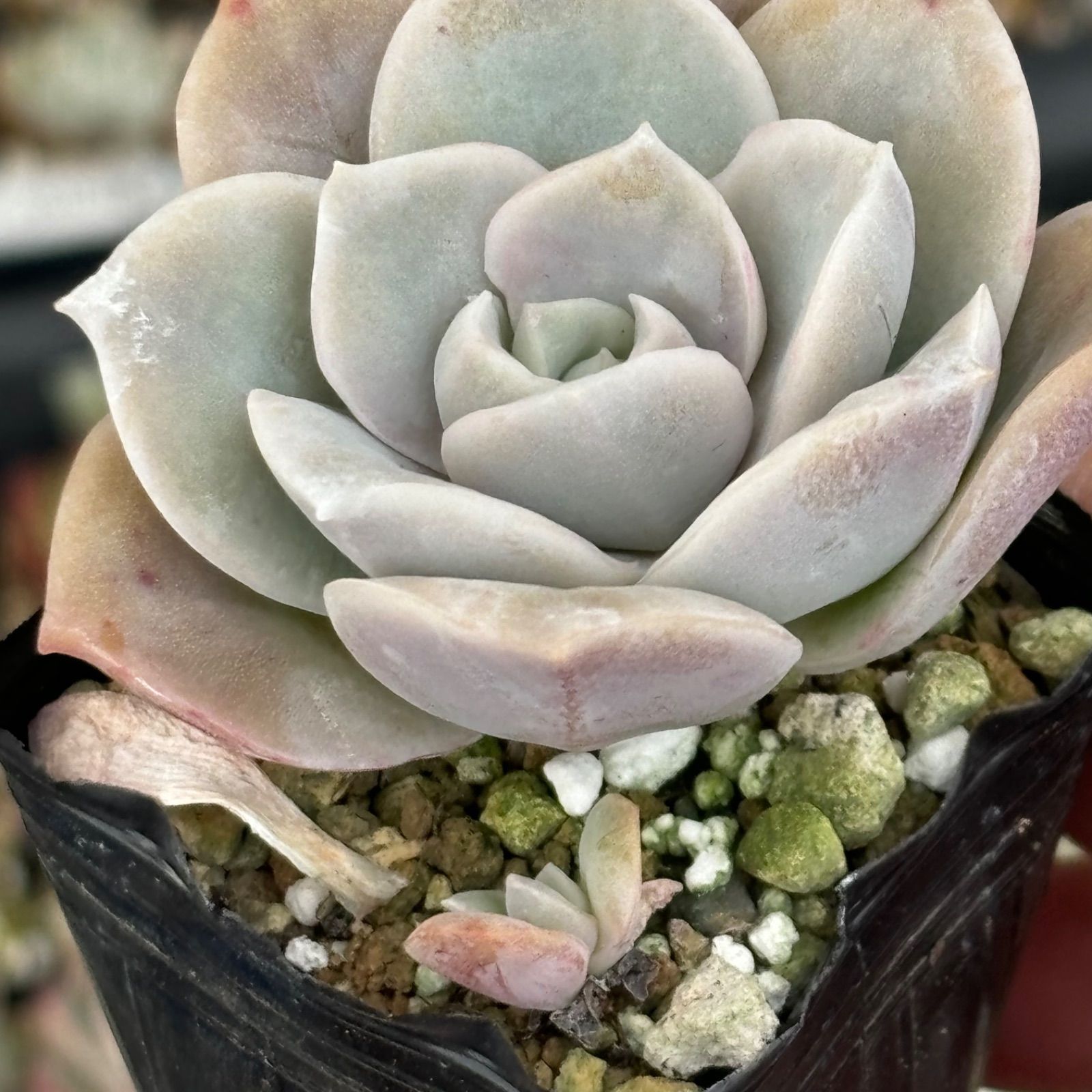 ❤️専用❤️✨メルカリ便✨❤️ラブリーローズ錦❤️        抜き苗⑤大特価セール♪ 多肉植物 ラブリーローズ錦2苗セット カット苗 - メルカリ