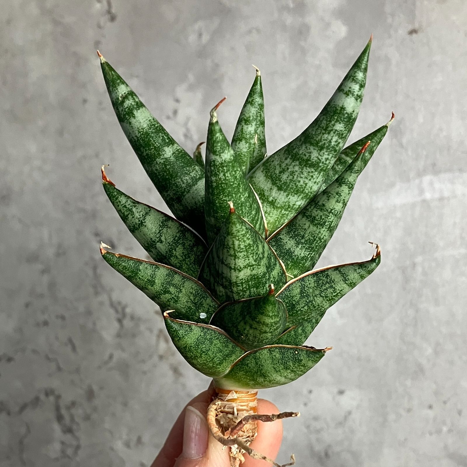 美株　希少　サンスベリアビューティークイーン　中株　レア　鉢ごとメルカリ便② 美株 希少 サンスベリアビューティークイーン 中株 レア 鉢ごと