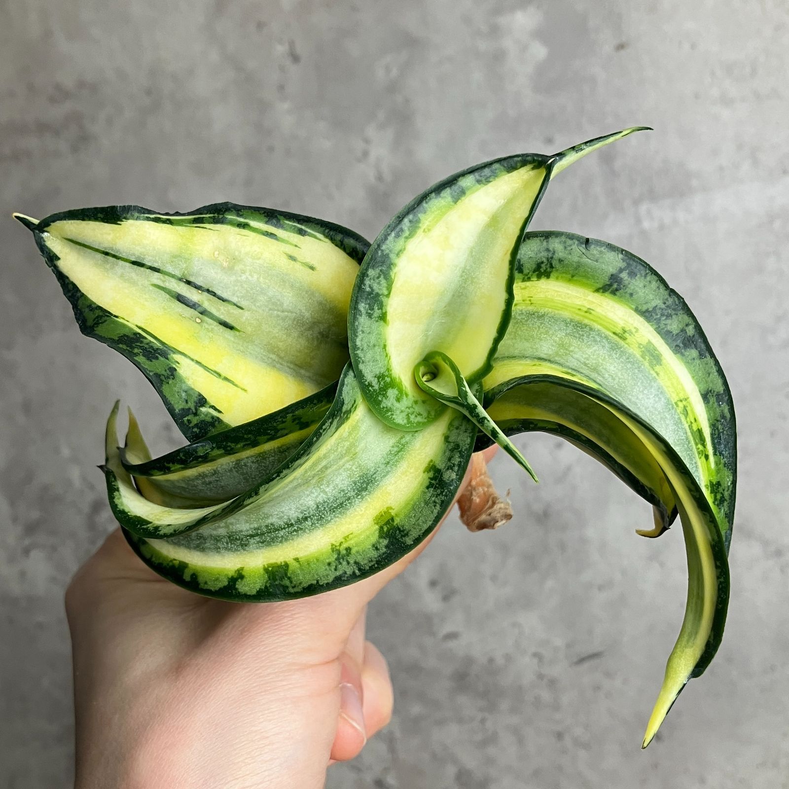 S10496極上S級美株！特大！サンスベリア ゴールデン ウェンディー