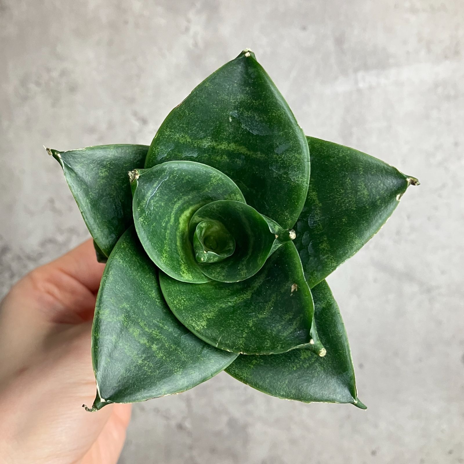 S10499【極上S級希少株！！】サンセベリア ブラック エンジェル