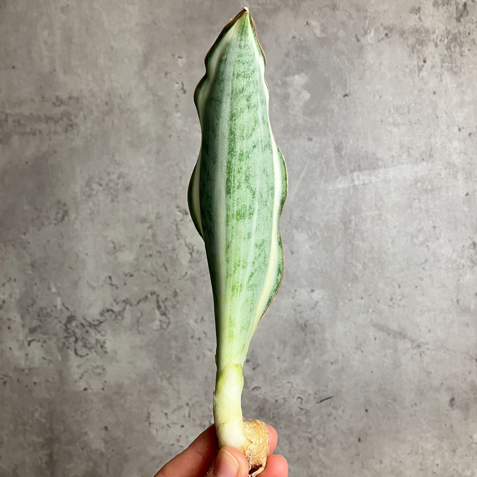 S10490【S級超希少株！！】白斑入り サンスベリア マッソニアーナ