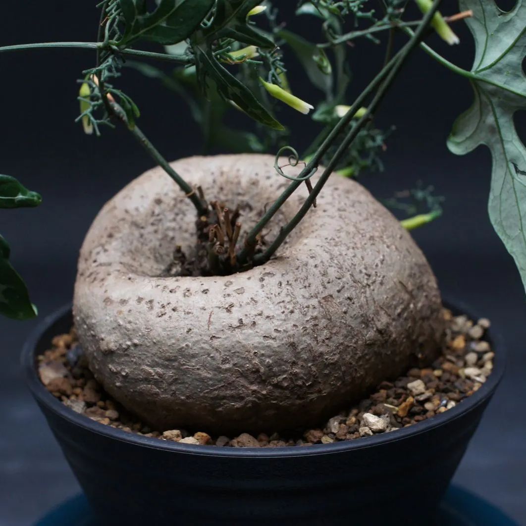 アデニア キルキー 