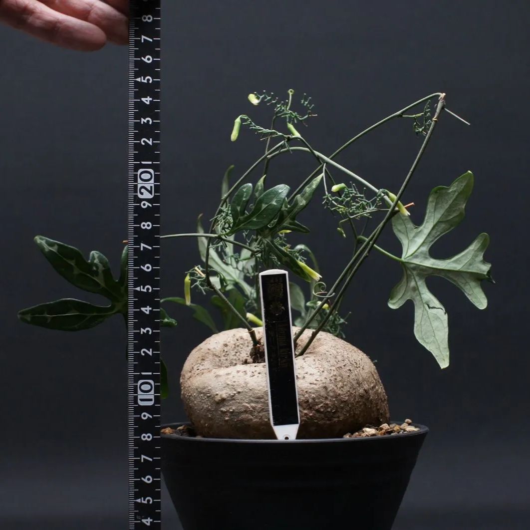 アデニア キルキー 