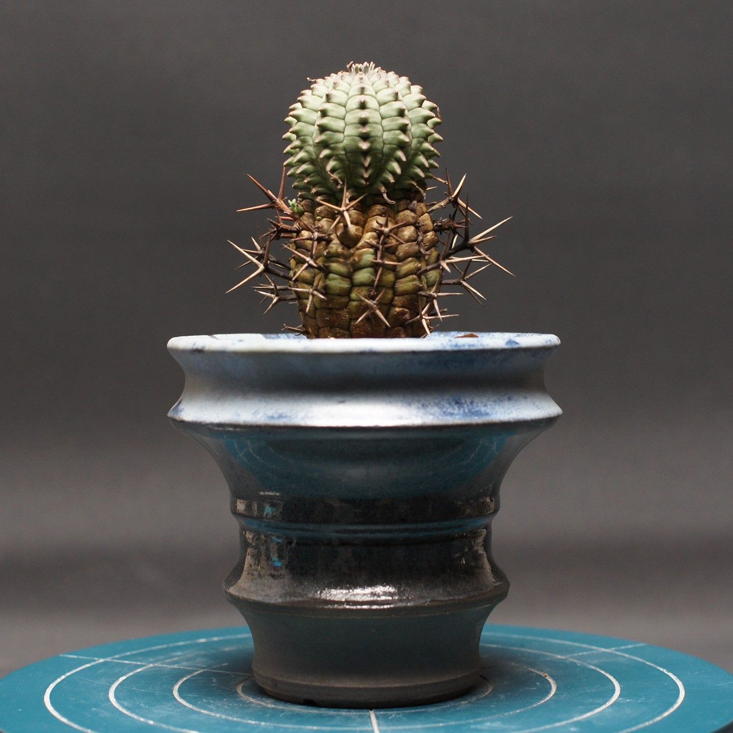 ユーフォルビア ステリスピナ【群星冠】 