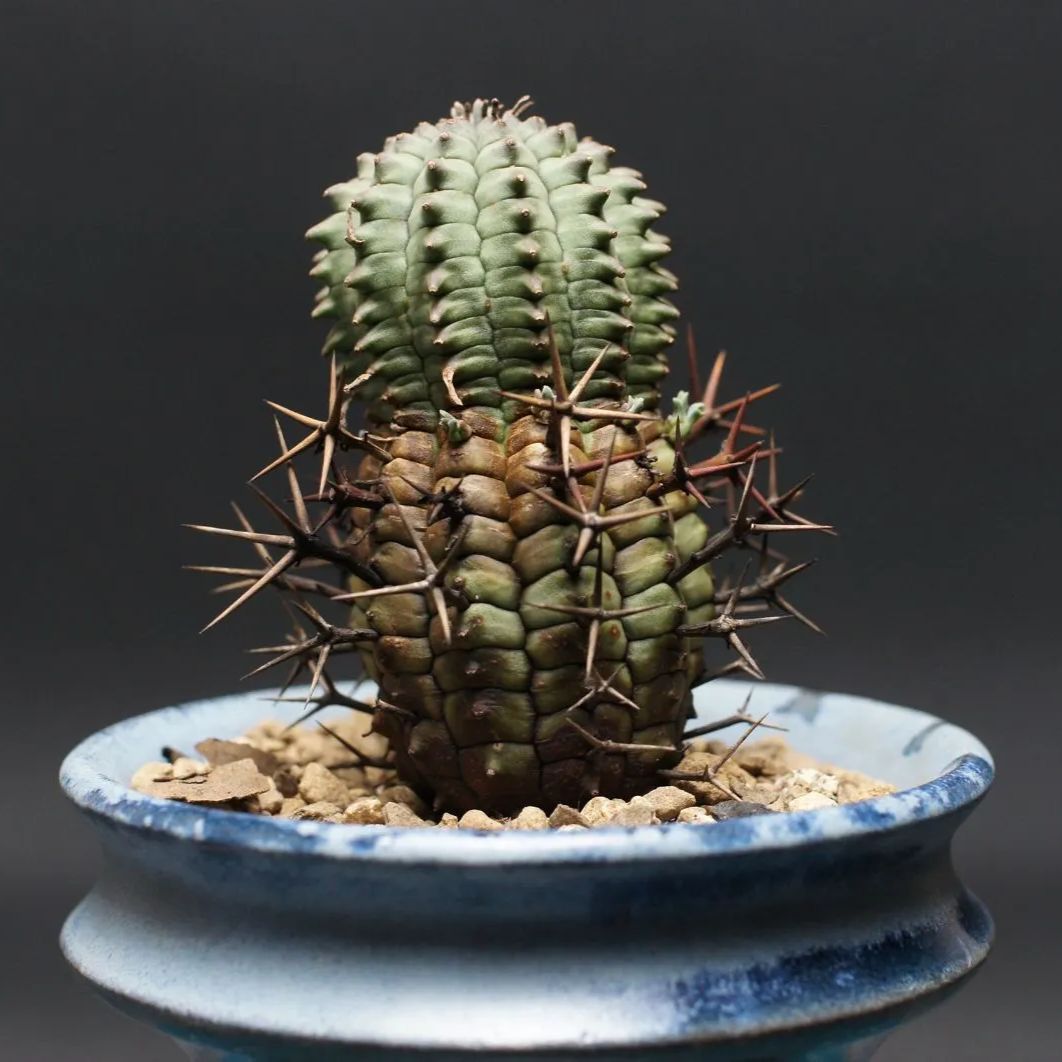 ユーフォルビア ステリスピナ【群星冠】 