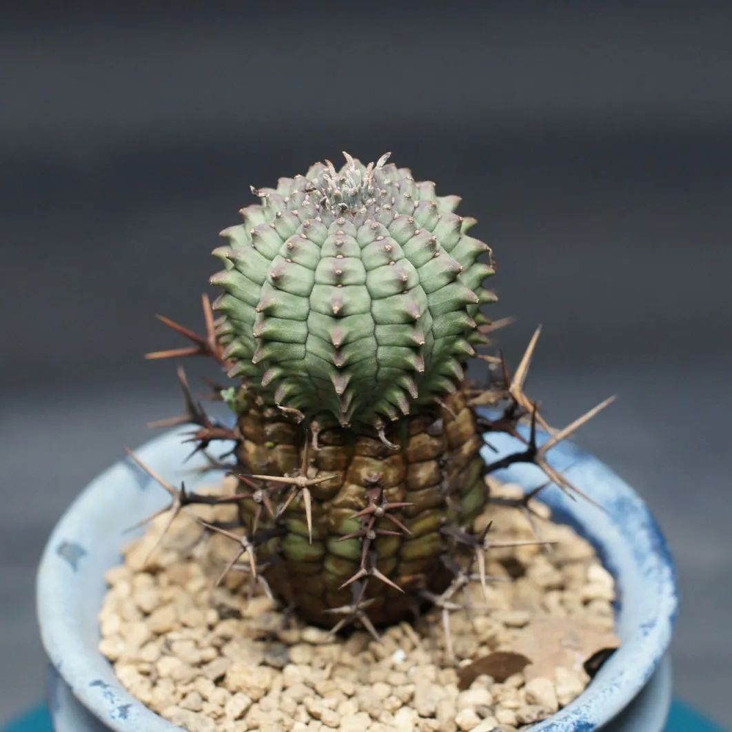 ユーフォルビア ステリスピナ【群星冠】 