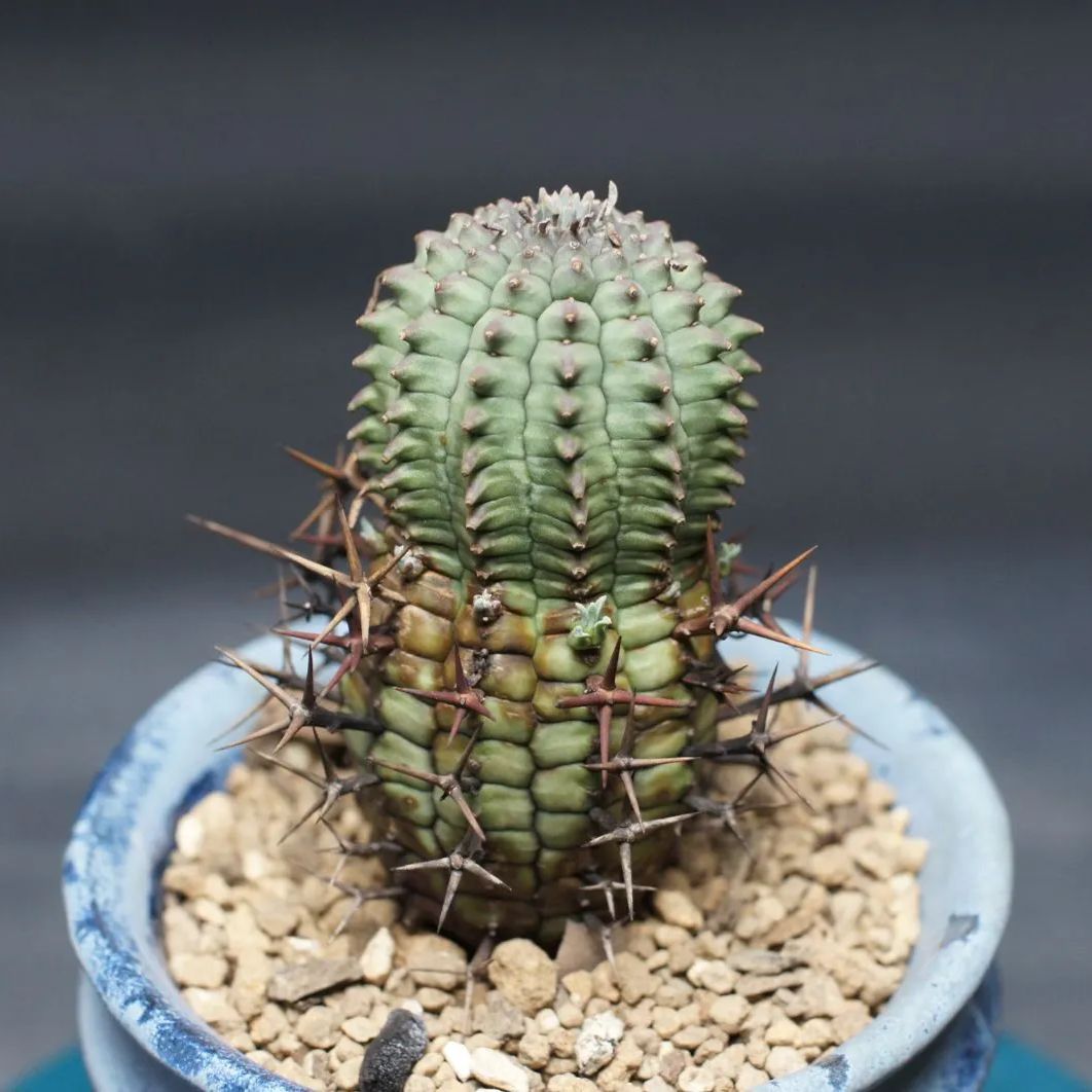 ユーフォルビア ステリスピナ【群星冠】 