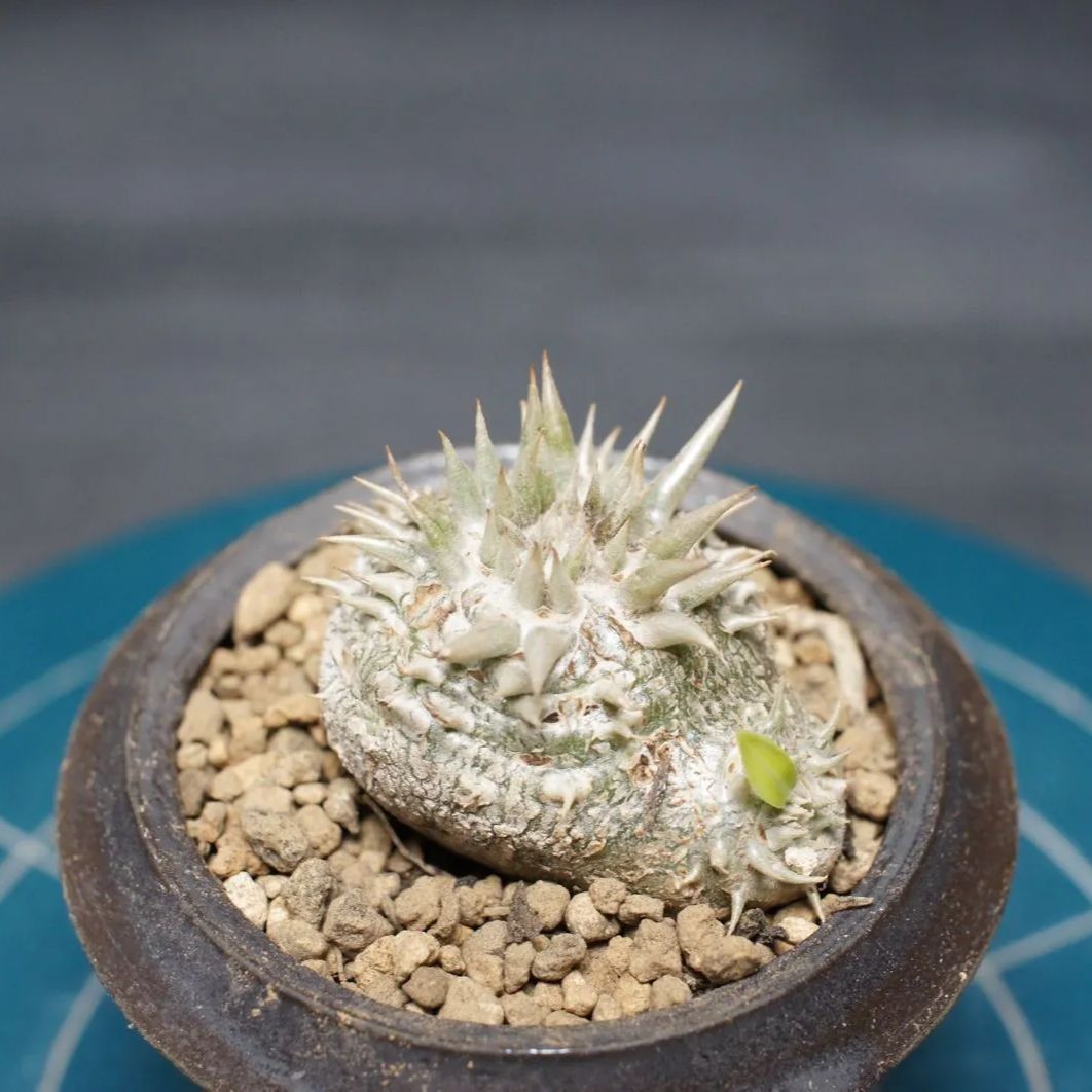 パキポディウム　デンシカウレ　恵比寿大黒 パキポディウム デンシカウレ 恵比寿大黒 | GREEN LUCK