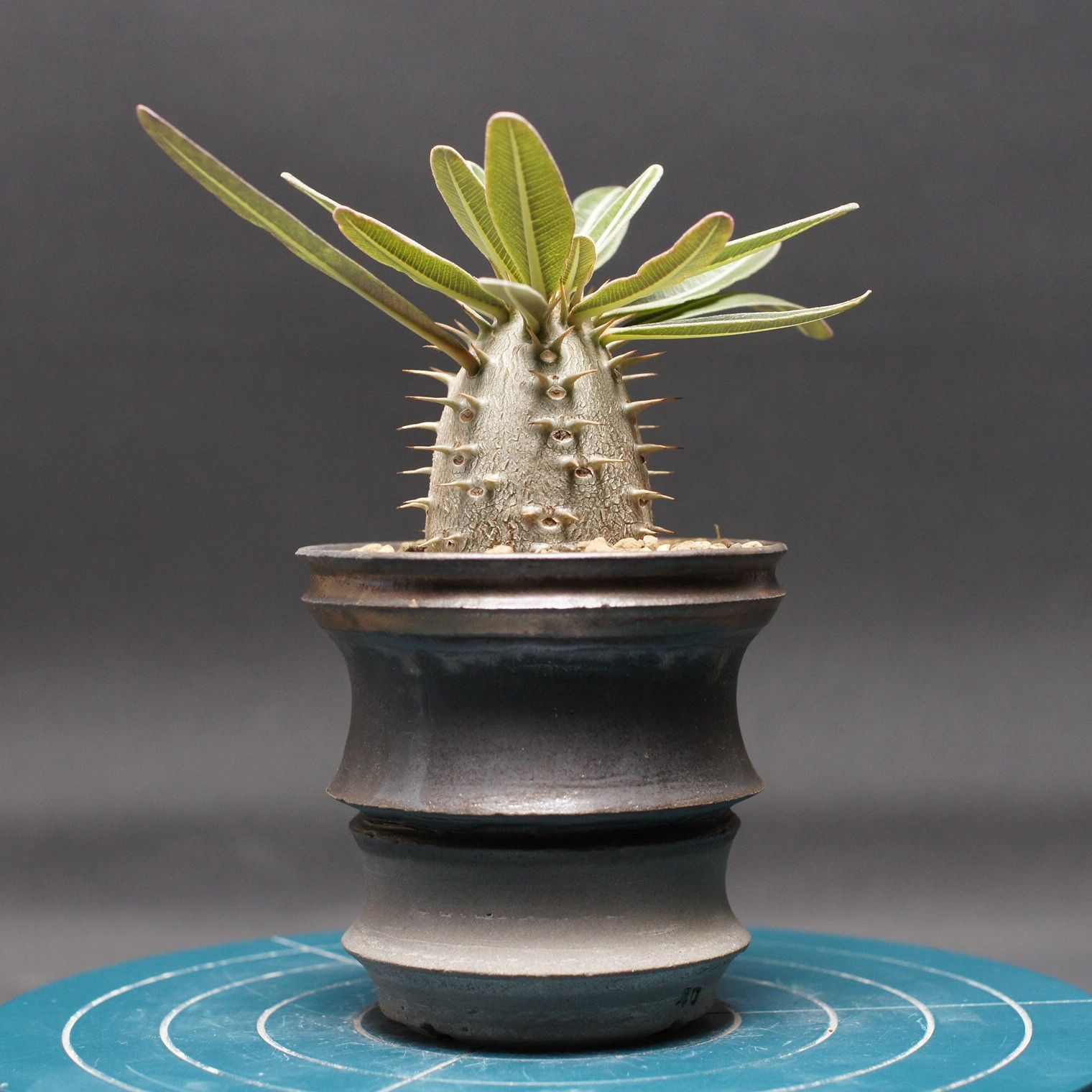 パキポディウム　グラキリス　現地株　鉢のままメルカリ便発送 パキポディウム グラキリス 実生株 鉢ごと発送 まん丸 - メルカリ