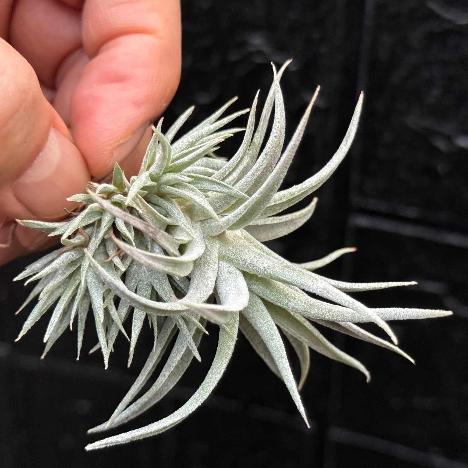 バルフシークランプ　 Tillandsia エアープランツ チランジア 会長秘蔵の激レア品種【ティランジア・バルフシー・ラージクローン