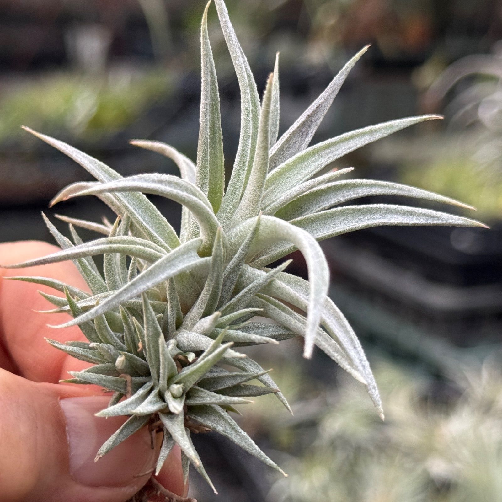 現品＊ 子だくさんクランプ＊ チランジア チアペンシス Tillandsia