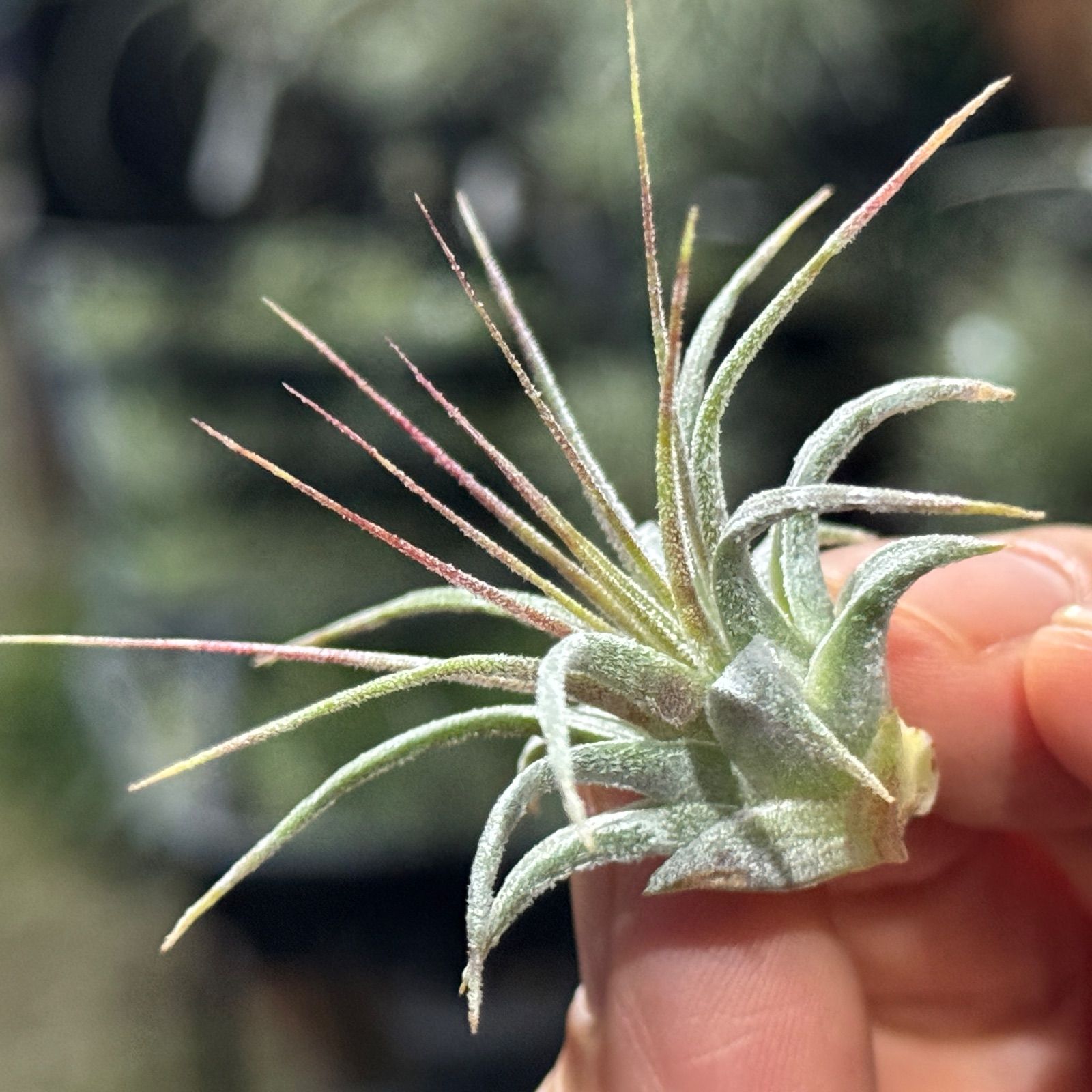 Tillandsia Ionantha  Ball 速達発送 御予約株 Tillandsia Ionantha Ball 速達発送 Tillandsia Ionantha