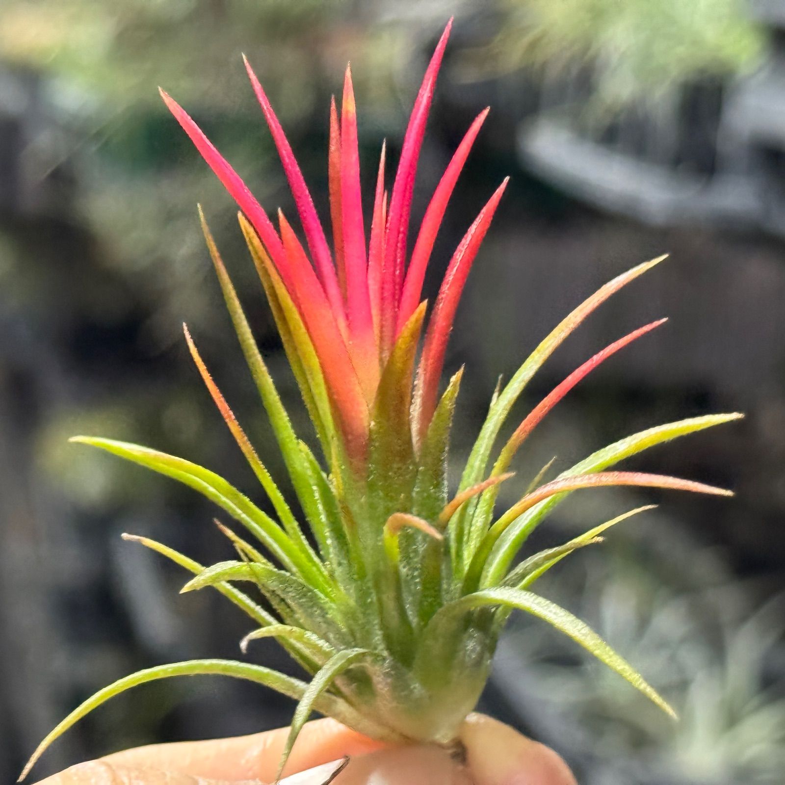 親株 フローレンシアエ 親株現物販売 親株 フローレンシアエ 親株現物