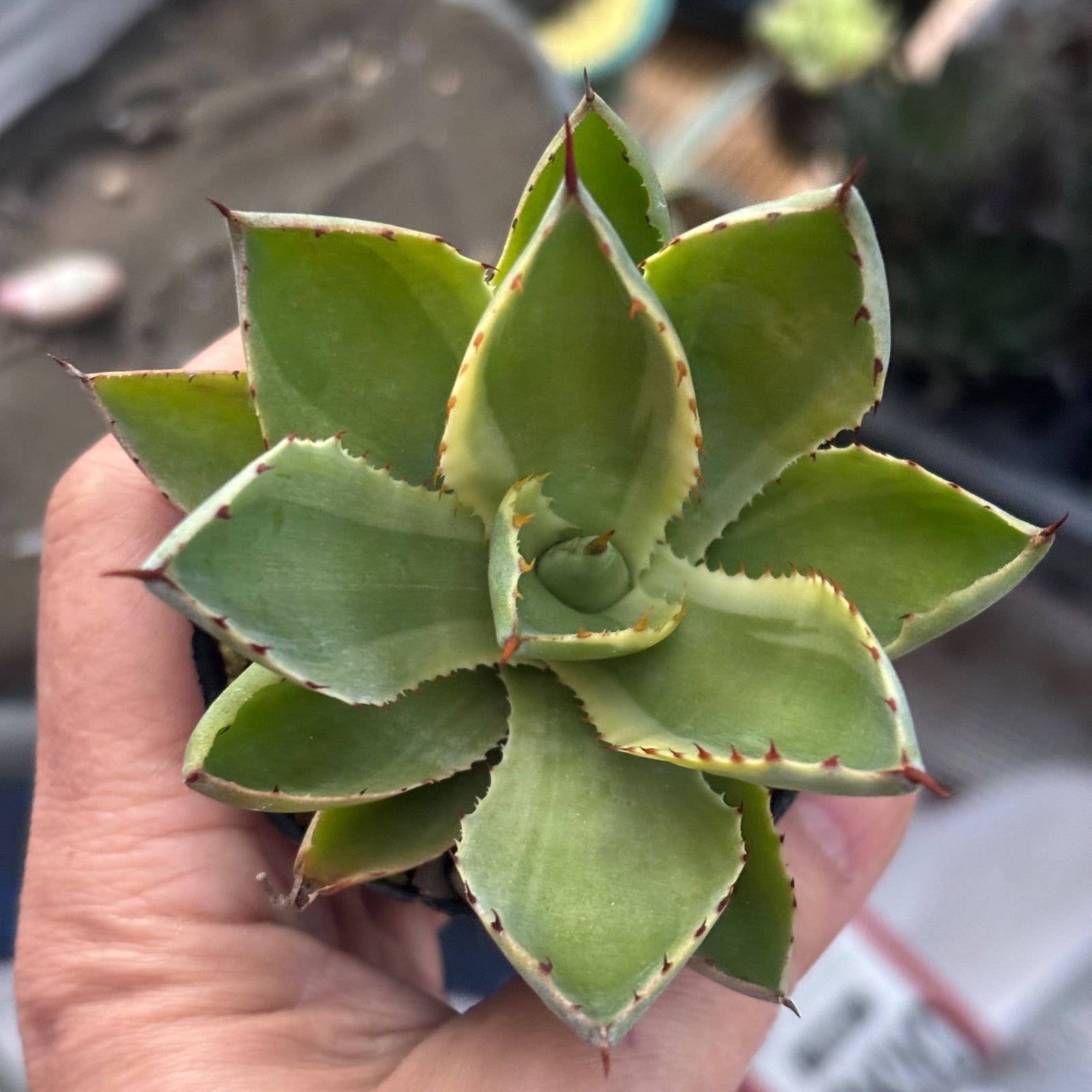 アガベ　吉祥天　抜き苗　① 多肉植物 アガベ 吉祥冠 ① 抜き苗 11/21 - メルカリ