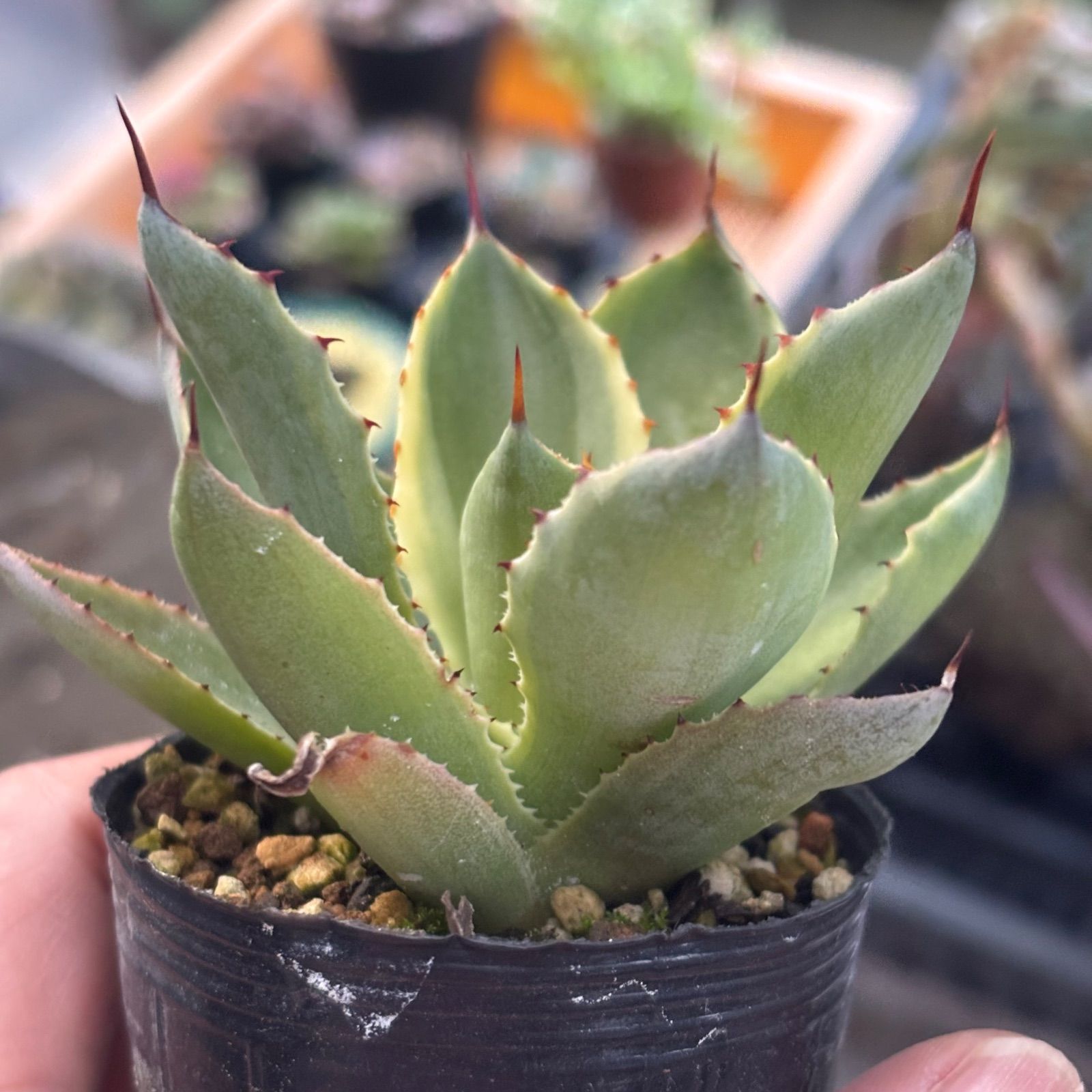 アガベ　吉祥天　抜き苗　30センチ① アガベ 吉祥天 抜き苗 30センチ① アガベ 吉祥天 抜き苗 30センチ①