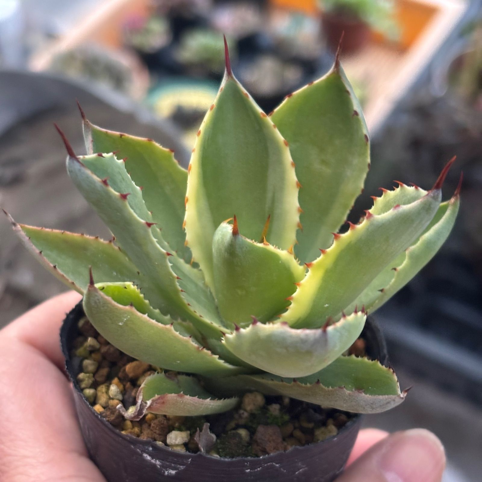 アガベ　吉祥天　抜き苗　① 多肉植物 アガベ 吉祥冠 ① 抜き苗 11/21 - メルカリ