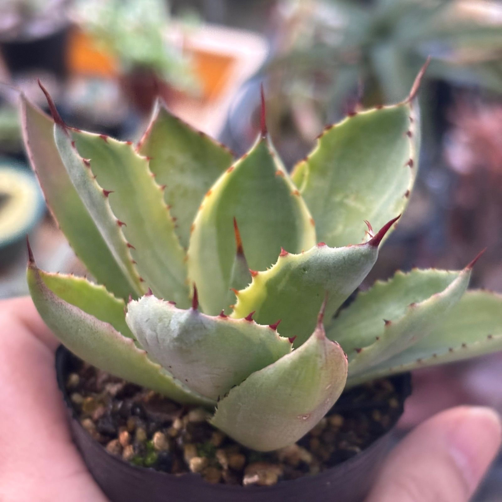 多肉植物 アガベ 吉祥冠 ② 抜き苗 11/21 - メルカリ