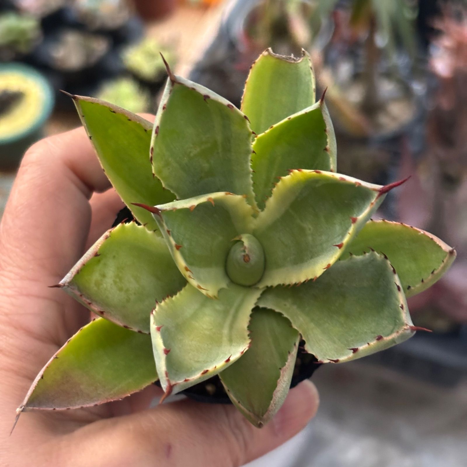 多肉植物 アガベ 吉祥冠 ② 抜き苗 11/21 - メルカリ