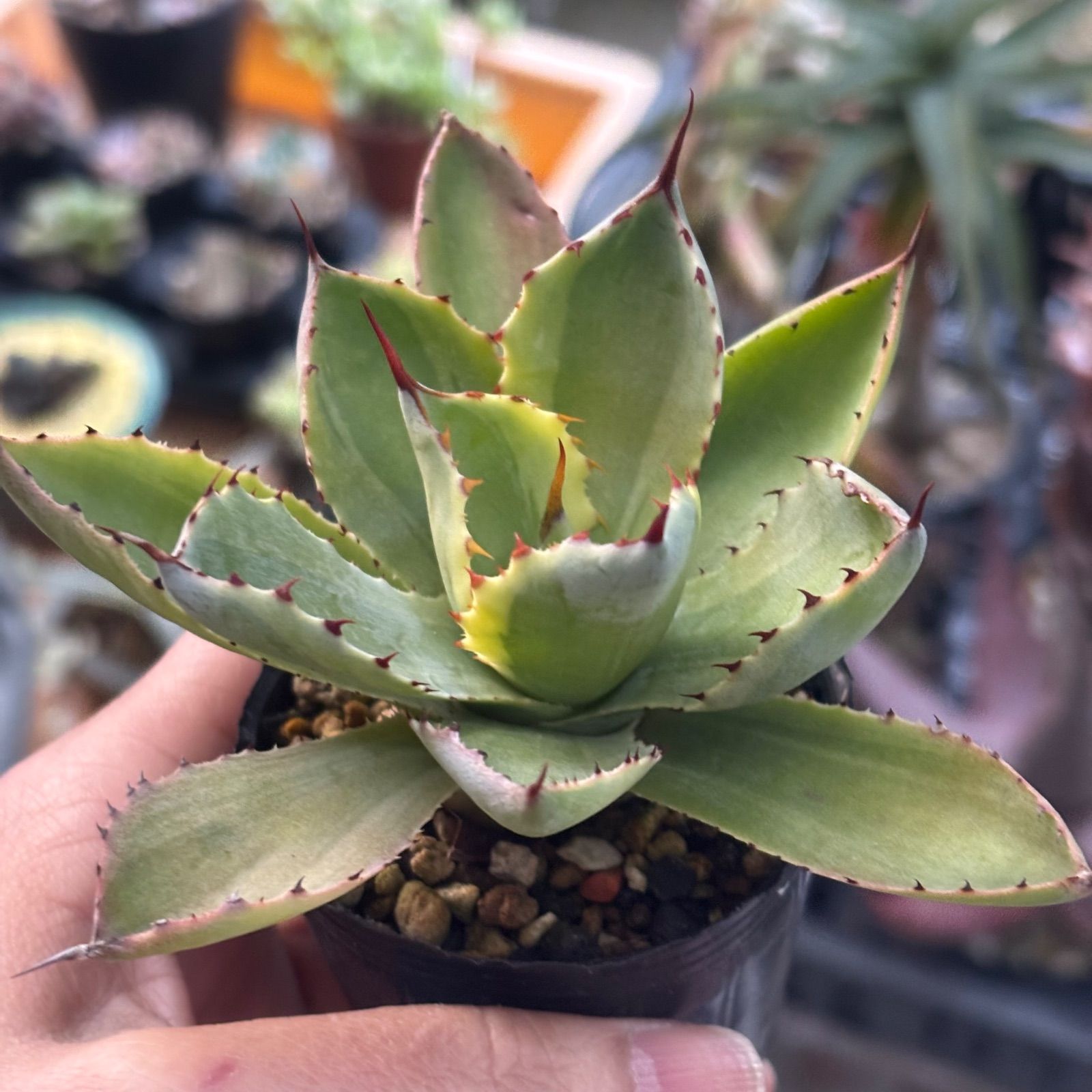 多肉植物 アガベ 吉祥冠 ③ 抜き苗 11/21 - メルカリ