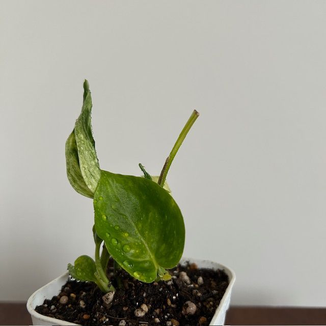 ポトス/テルノ ラブソング】希少 レア ハンギング インテリアプランツ