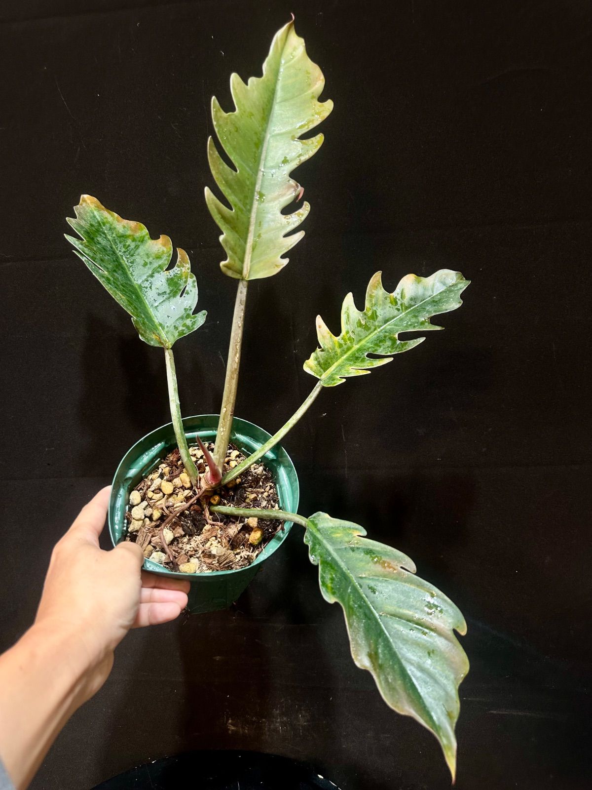 フィロデンドロン キャラメルマーブル - メルカリ